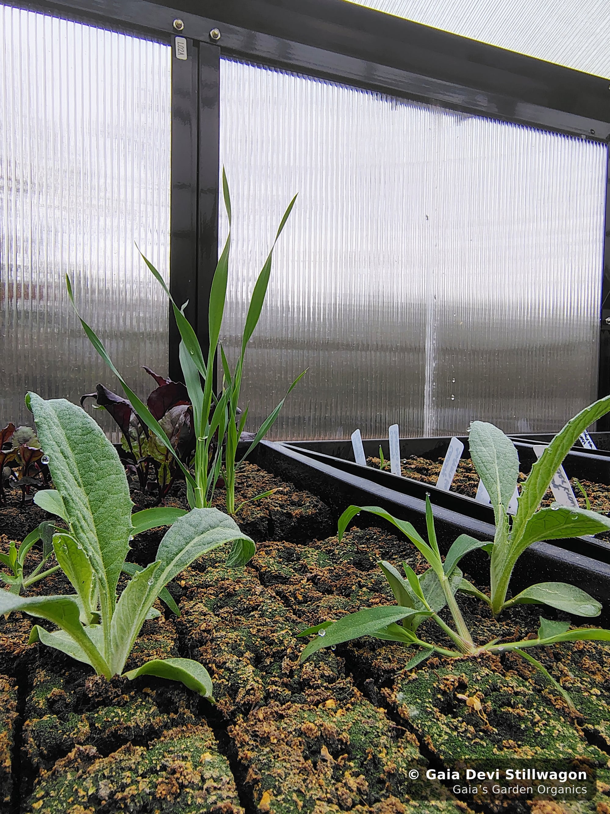 The medicinal herb garden at Gaia's Garden Organics, Umpire, Arkansas · Gaia Devi, clinical herbalist