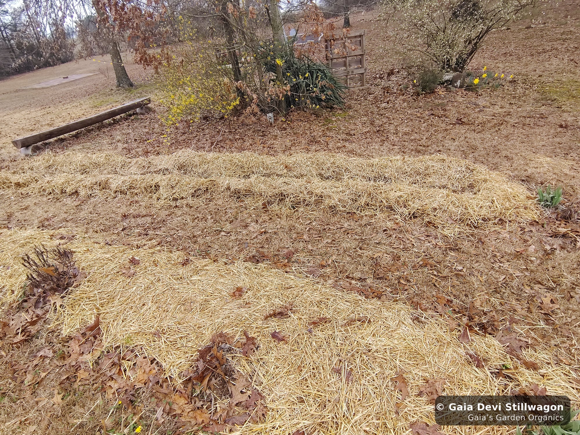 The medicinal herb garden at Gaia's Garden Organics, Umpire, Arkansas · Gaia Devi, clinical herbalist
