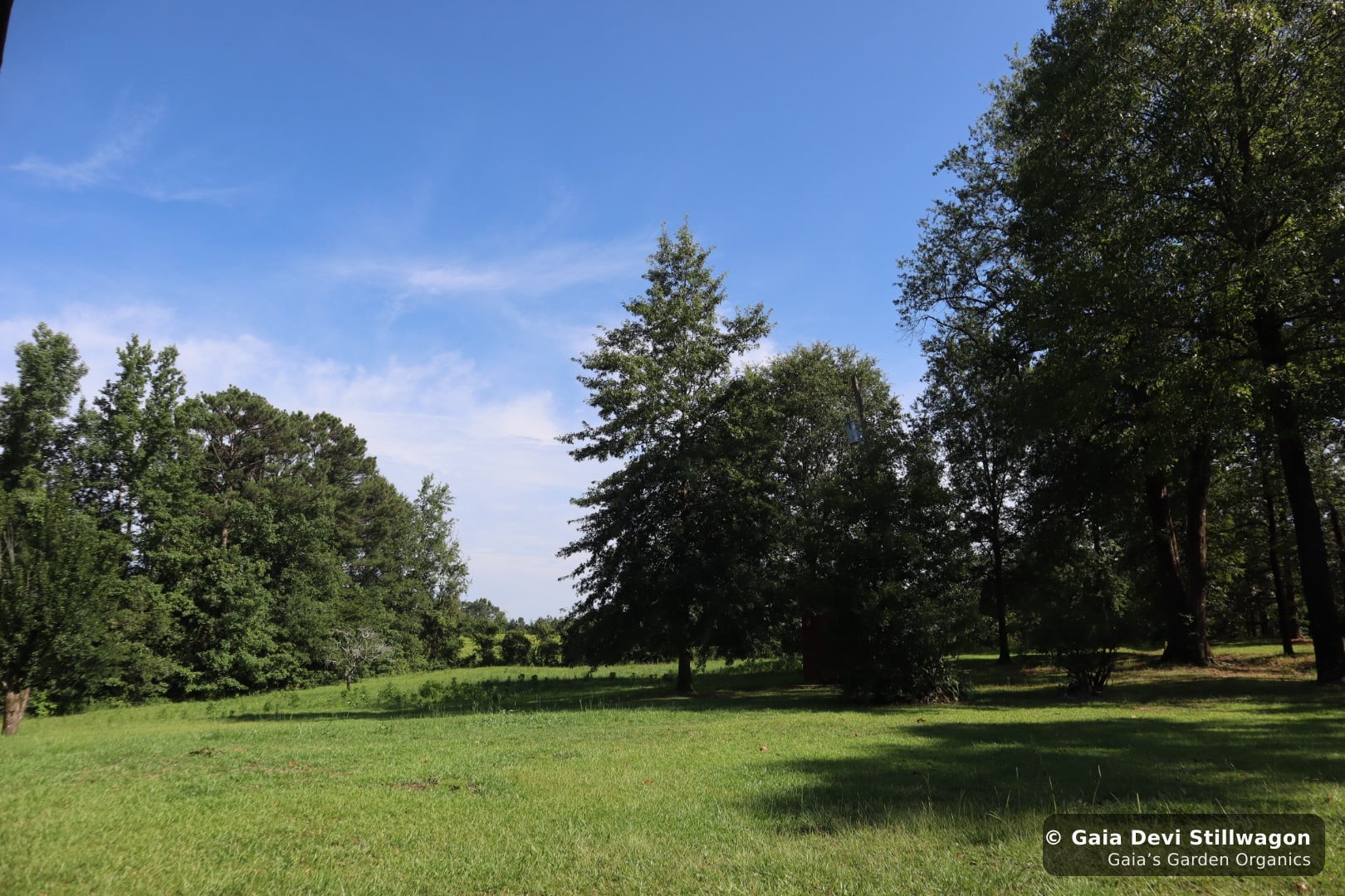 The medicinal herb garden at Gaia's Garden Organics, Umpire, Arkansas · Gaia Devi, clinical herbalist
