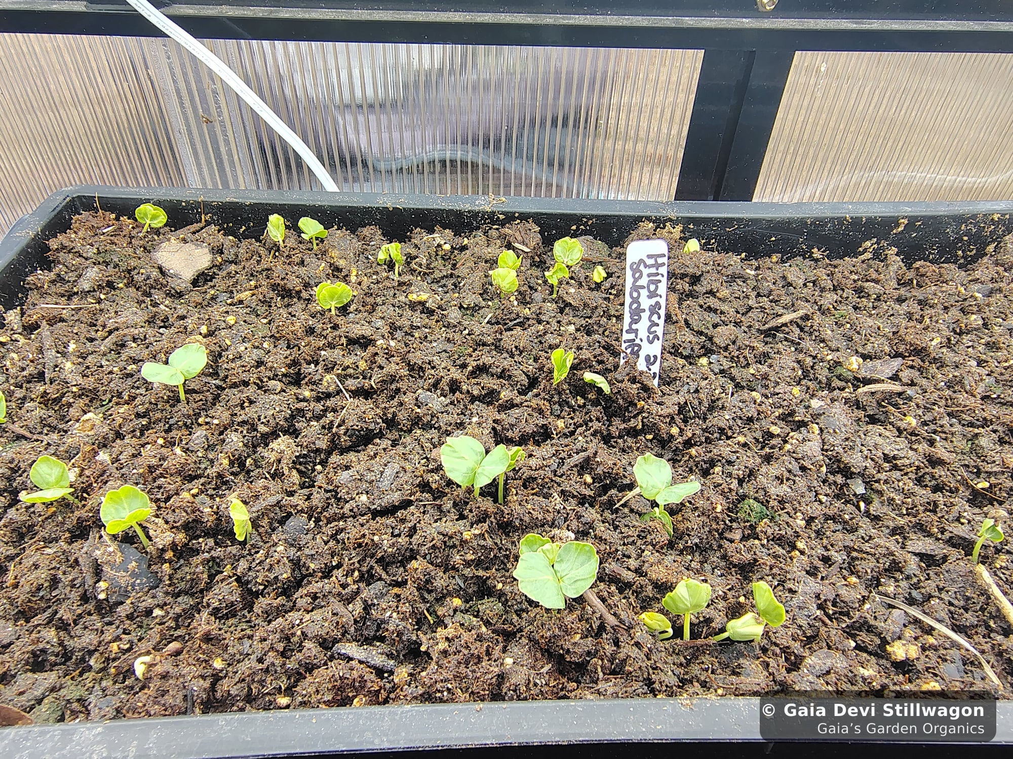 The medicinal herb garden at Gaia's Garden Organics, Umpire, Arkansas · Gaia Devi, clinical herbalist