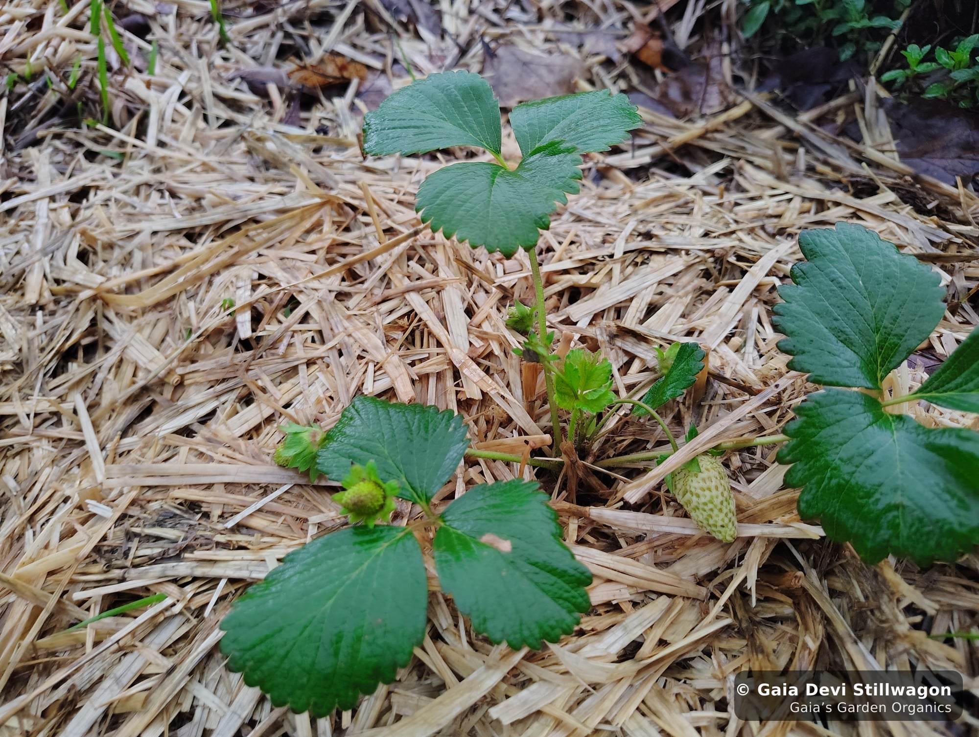 The medicinal herb garden at Gaia's Garden Organics, Umpire, Arkansas · Gaia Devi, clinical herbalist