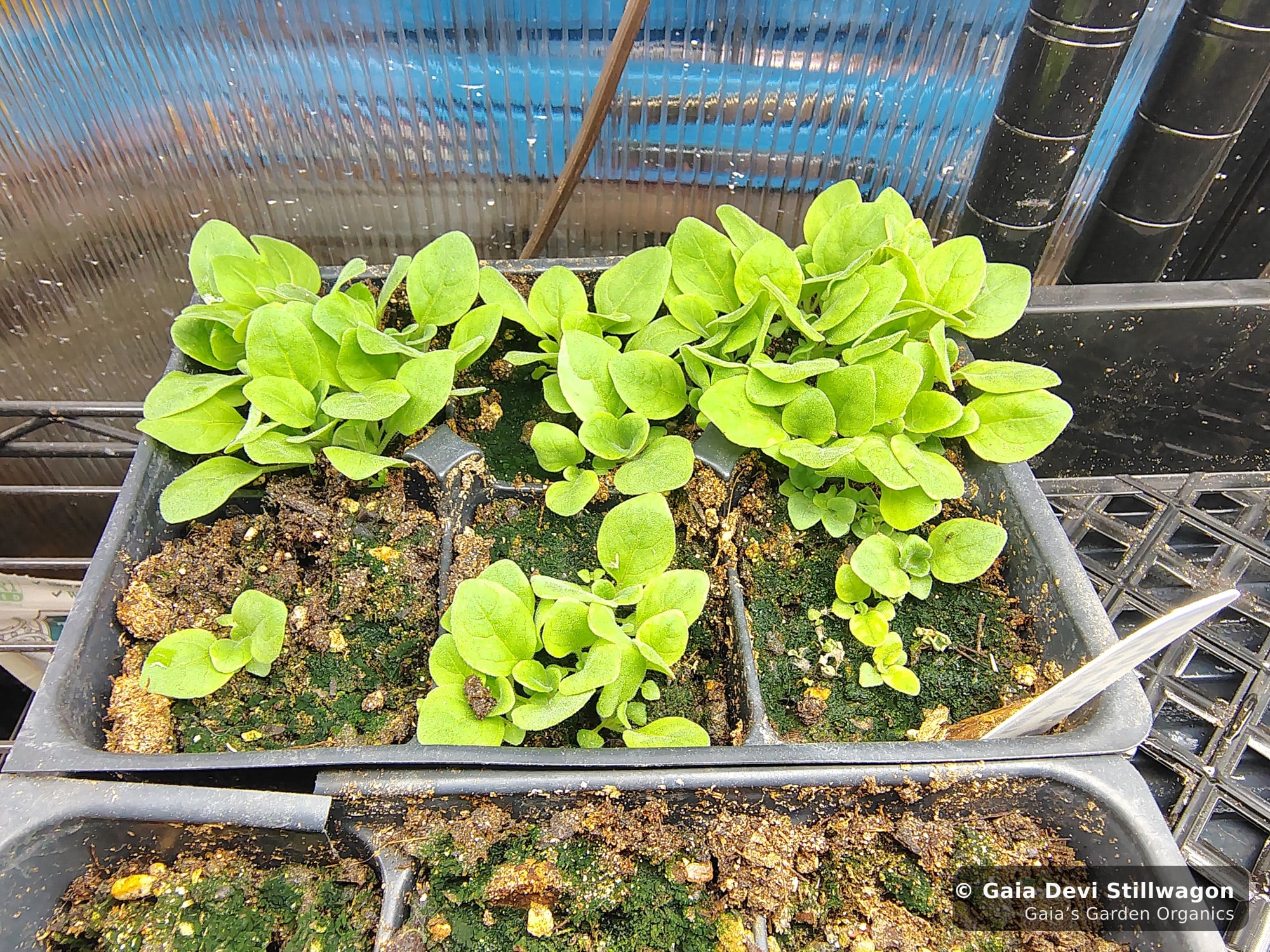 The medicinal herb garden at Gaia's Garden Organics, Umpire, Arkansas · Gaia Devi, clinical herbalist