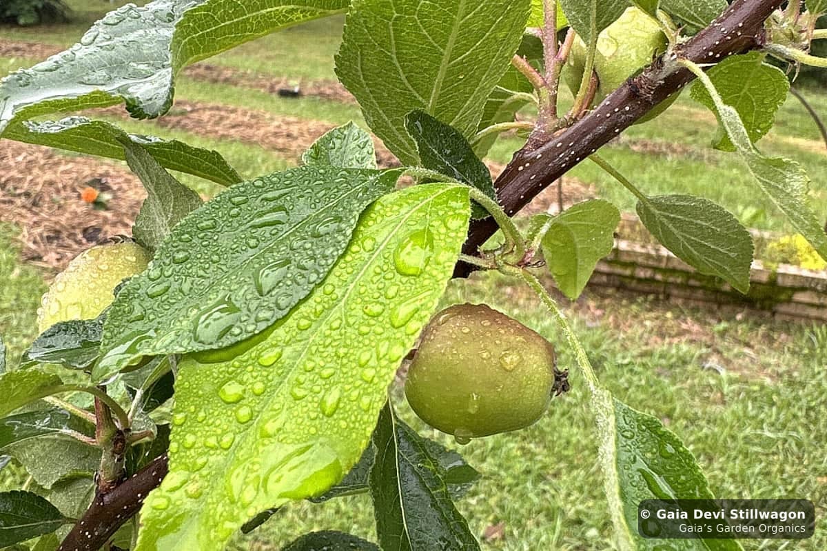 The medicinal herb garden at Gaia's Garden Organics, Umpire, Arkansas · Gaia Devi, clinical herbalist