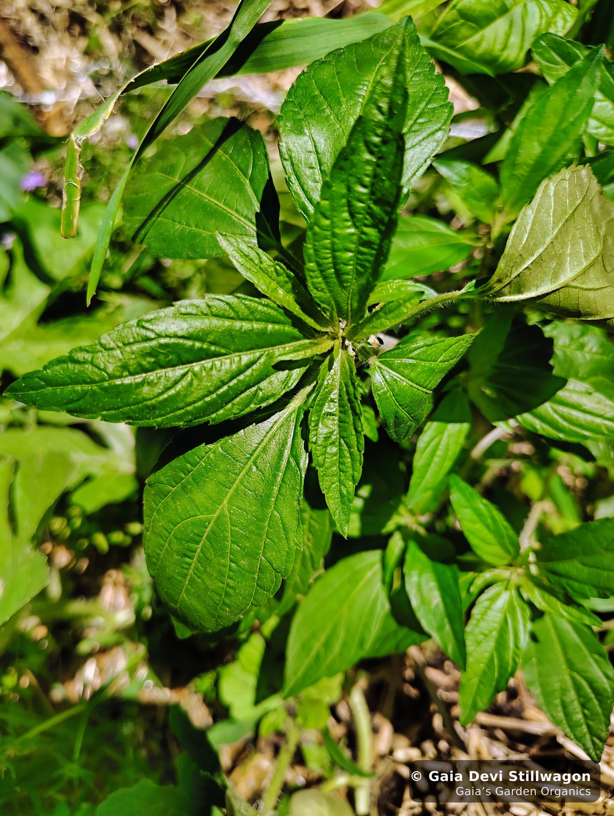 The medicinal herb garden at Gaia's Garden Organics, Umpire, Arkansas · Gaia Devi, clinical herbalist