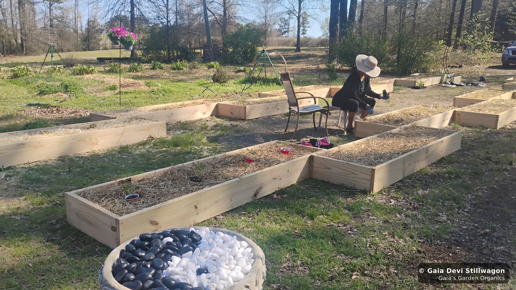 The medicinal herb garden at Gaia's Garden Organics, Umpire, Arkansas · Gaia Devi, clinical herbalist