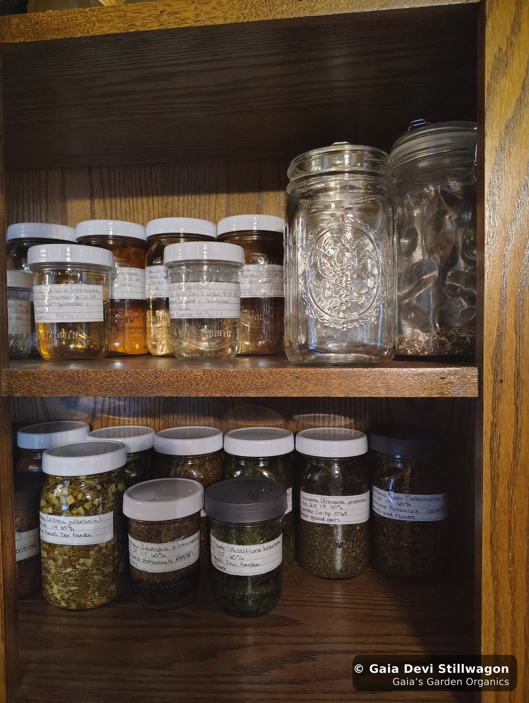 The medicinal herb garden at Gaia's Garden Organics, Umpire, Arkansas · Gaia Devi, clinical herbalist