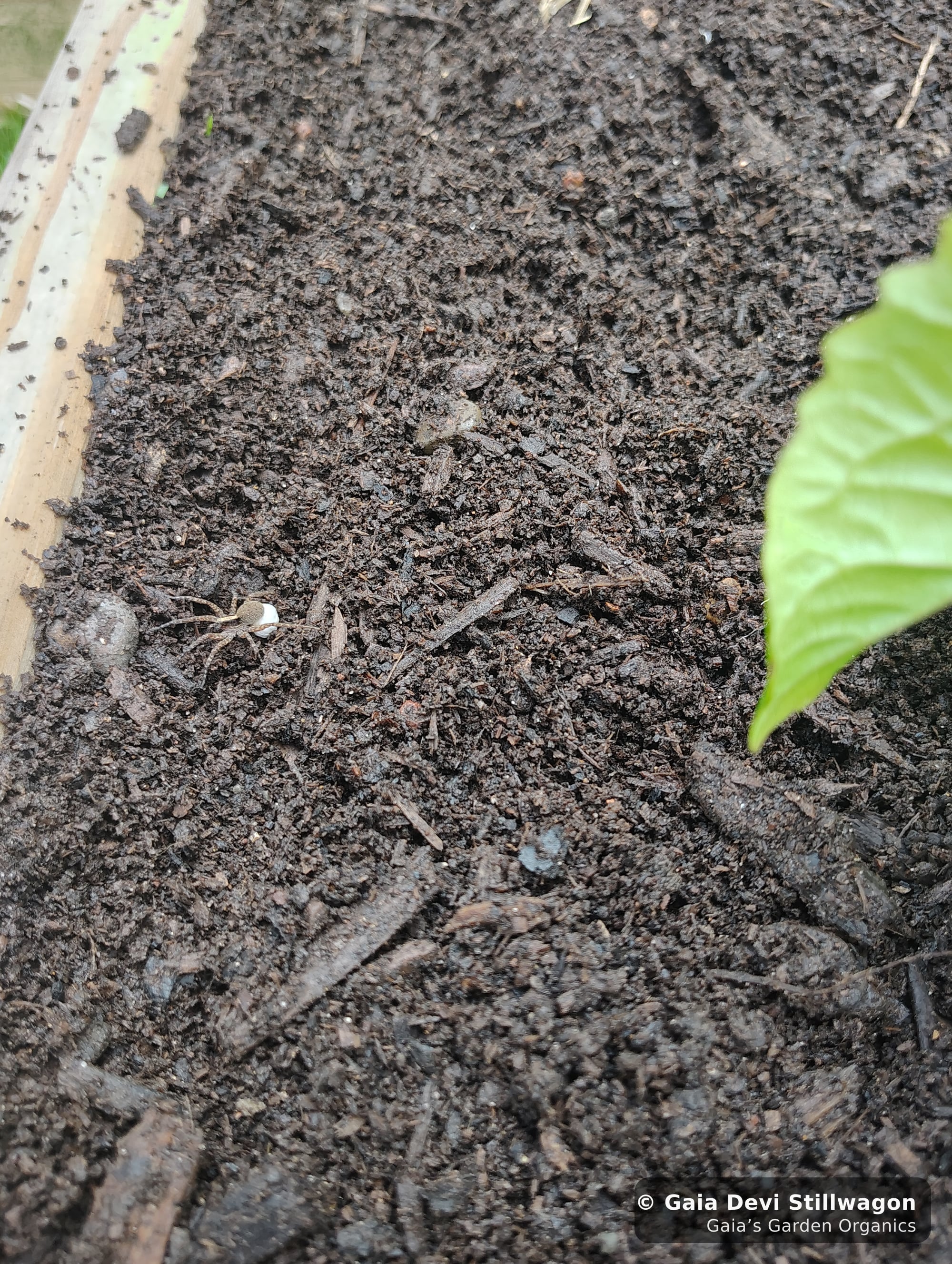 The medicinal herb garden at Gaia's Garden Organics, Umpire, Arkansas · Gaia Devi, clinical herbalist