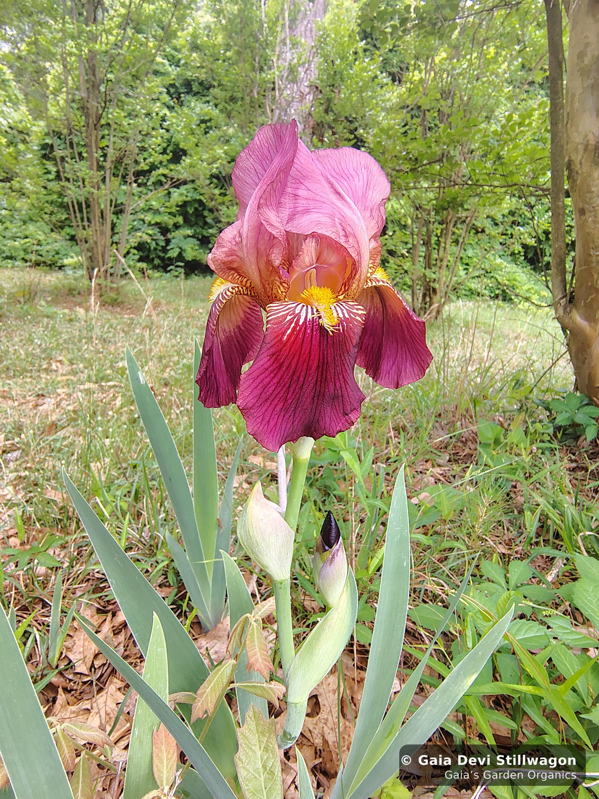 The medicinal herb garden at Gaia's Garden Organics — Umpire, Arkansas · Gaia Devi, clinical herbalist