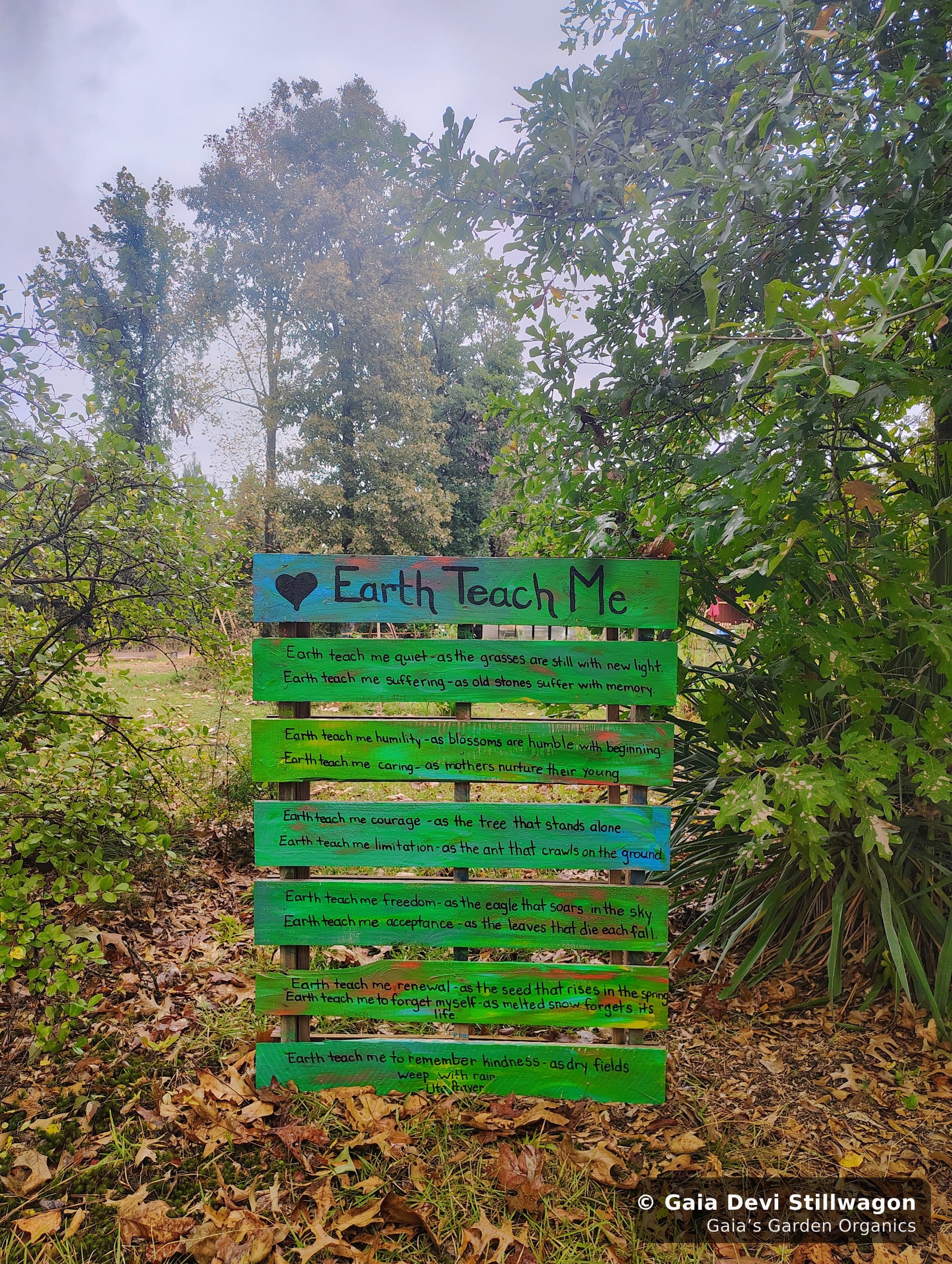 The medicinal herb garden at Gaia's Garden Organics, Umpire, Arkansas · Gaia Devi, clinical herbalist