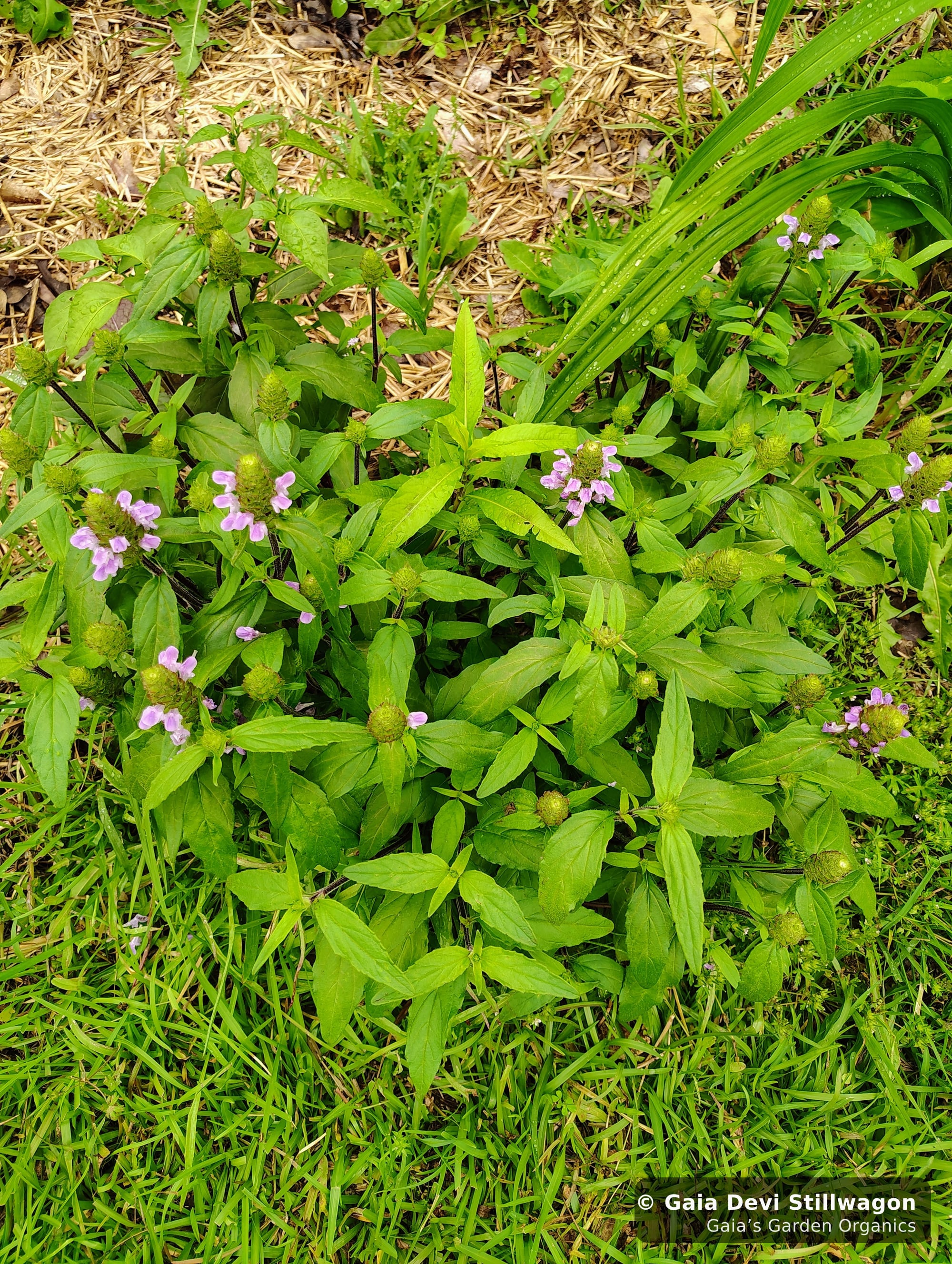 The medicinal herb garden at Gaia's Garden Organics, Umpire, Arkansas · Gaia Devi, clinical herbalist
