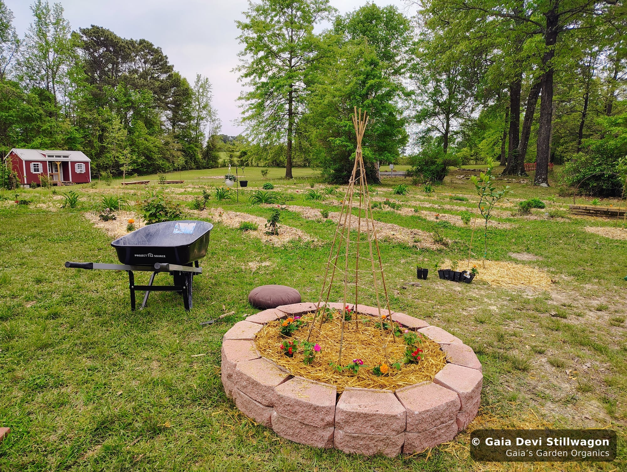 The medicinal herb garden at Gaia's Garden Organics, Umpire, Arkansas · Gaia Devi, clinical herbalist