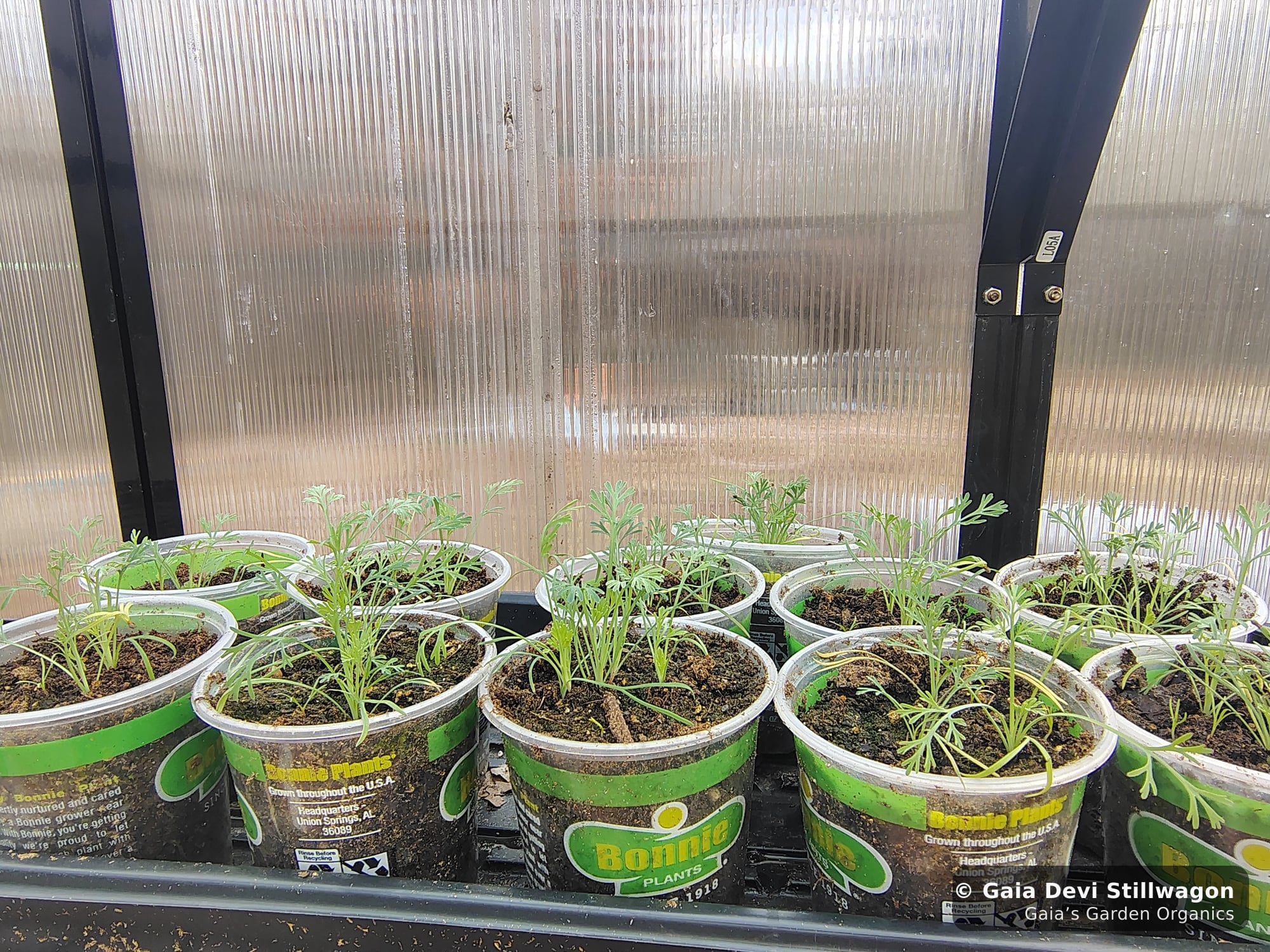 The medicinal herb garden at Gaia's Garden Organics, Umpire, Arkansas · Gaia Devi, clinical herbalist