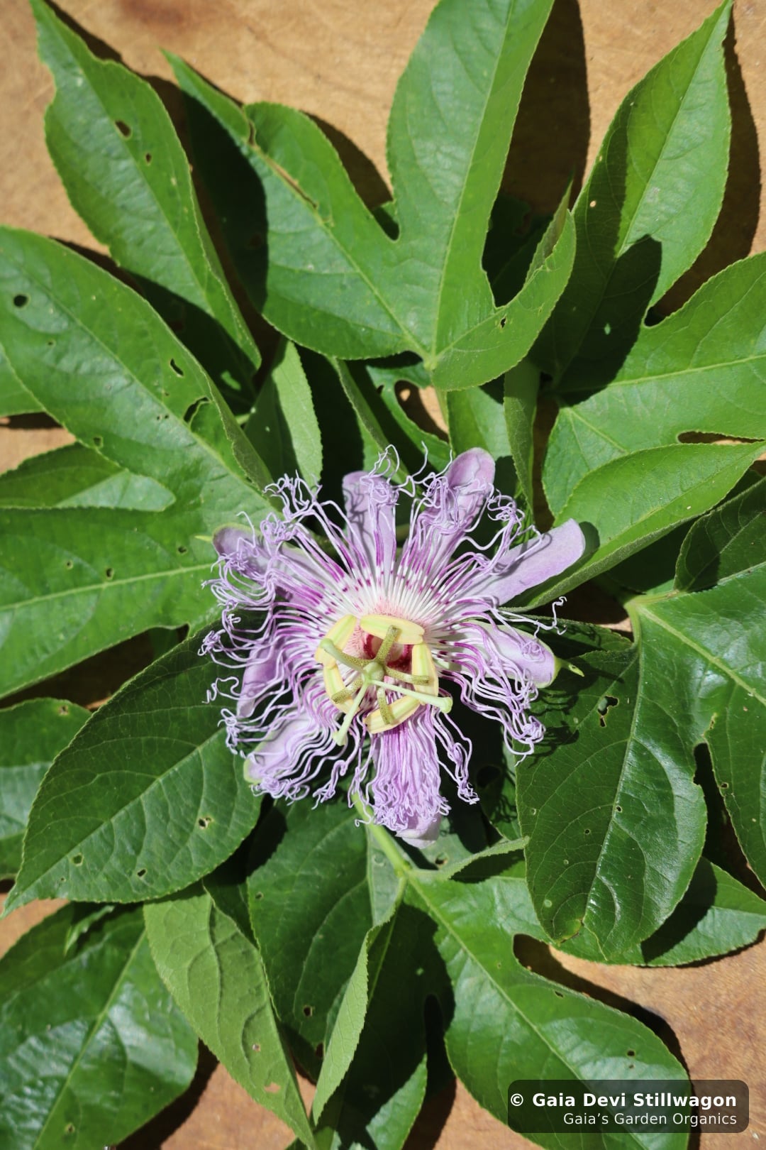 Wild passionflower (Passiflora incarnata) photographed from above at Gaia's Garden in Umpire, Arkansas, full lavender corona surrounded by lobed leaves