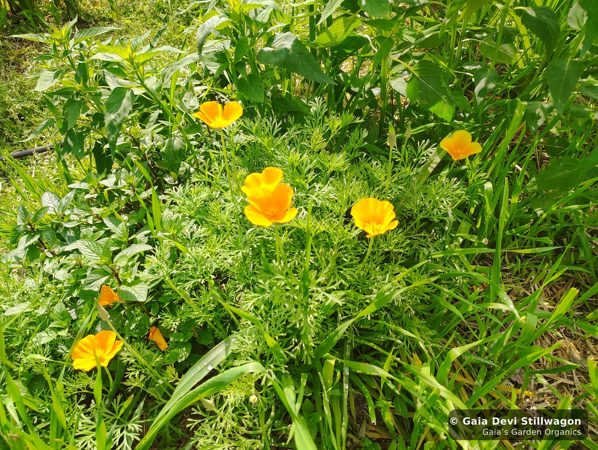 A cluster of California poppies in full bloom in the medicinal herb garden at Gaia's Garden in Umpire, Arkansas