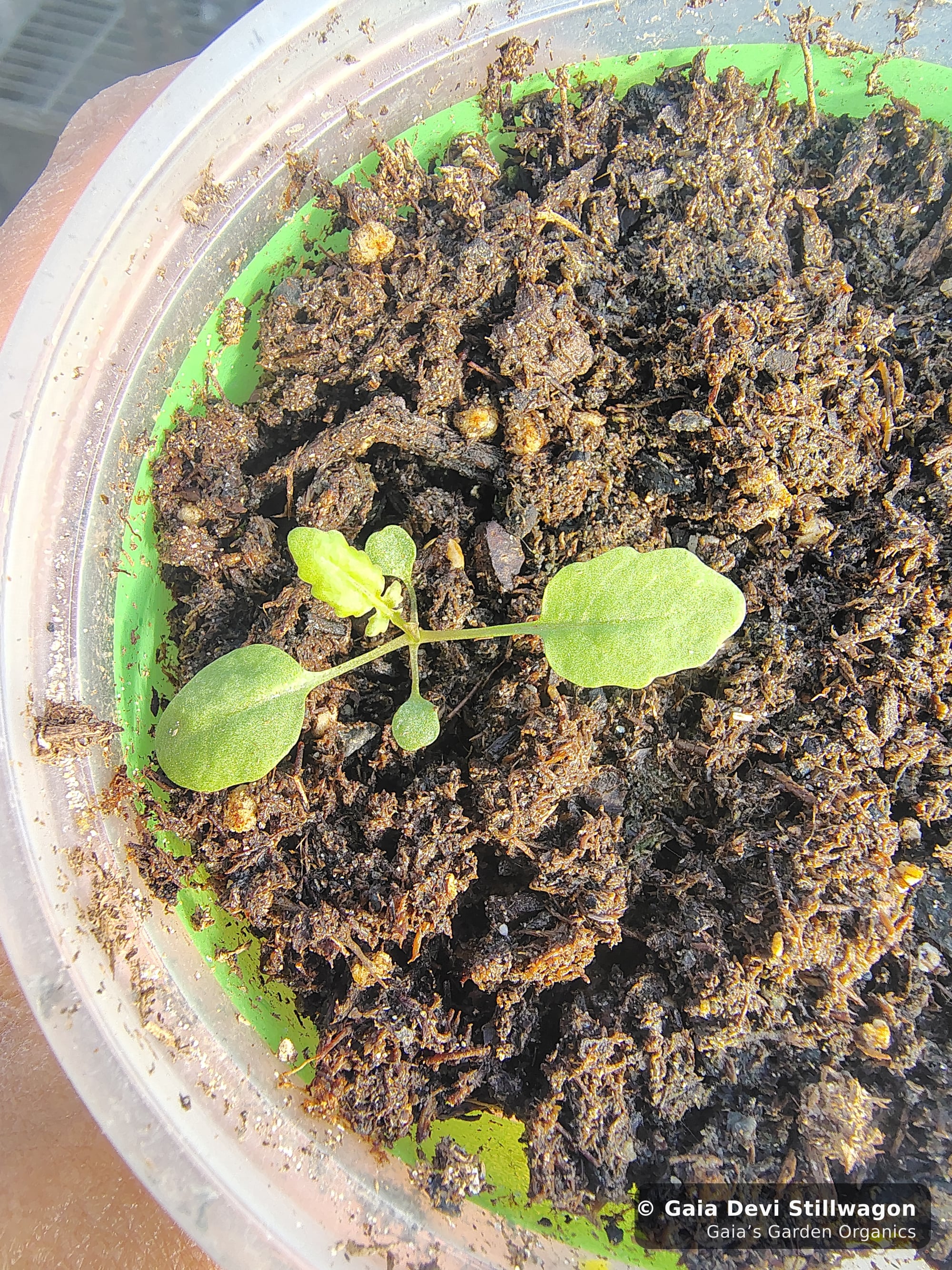 The medicinal herb garden at Gaia's Garden Organics, Umpire, Arkansas · Gaia Devi, clinical herbalist