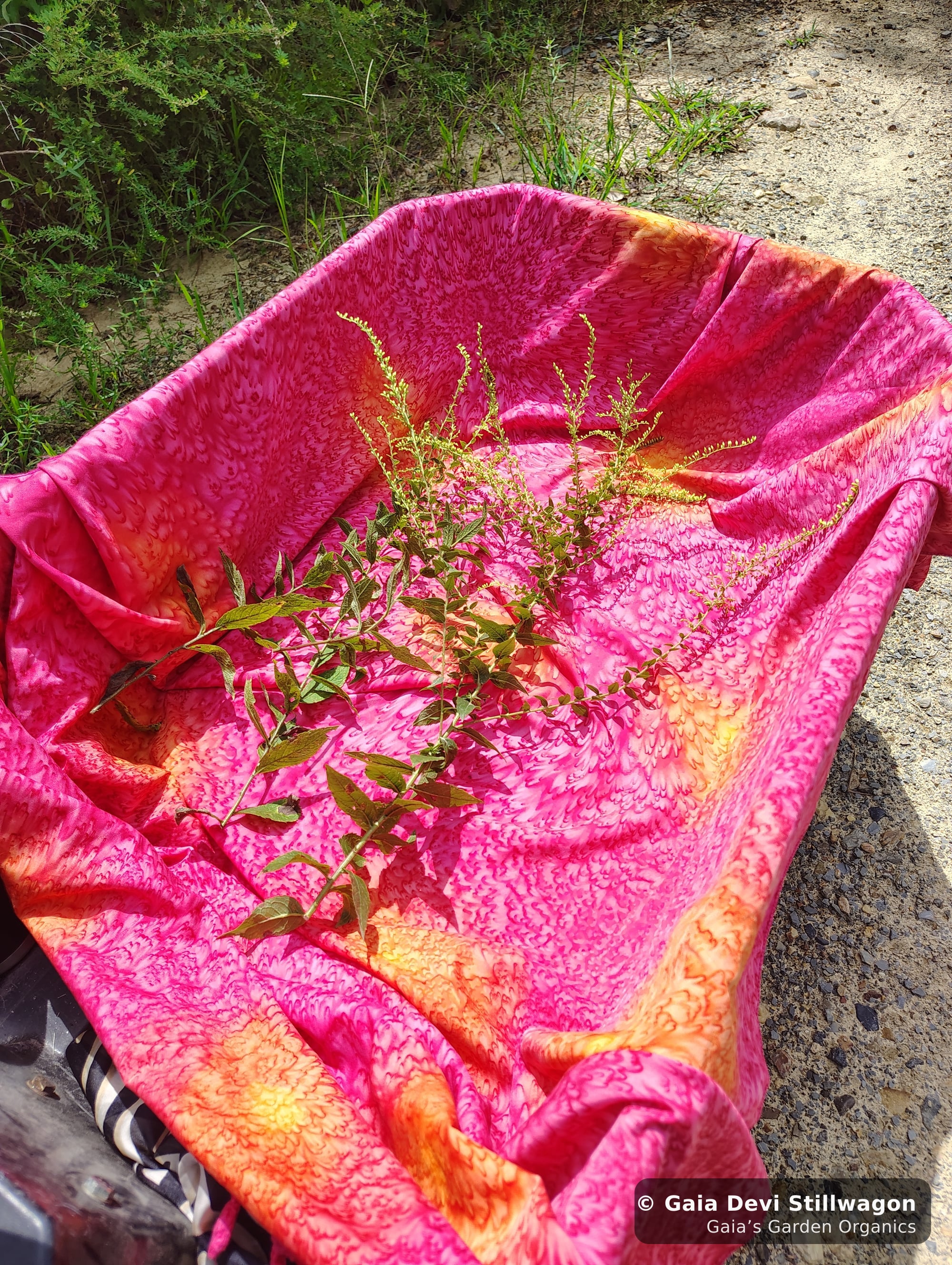 The medicinal herb garden at Gaia's Garden Organics, Umpire, Arkansas · Gaia Devi, clinical herbalist