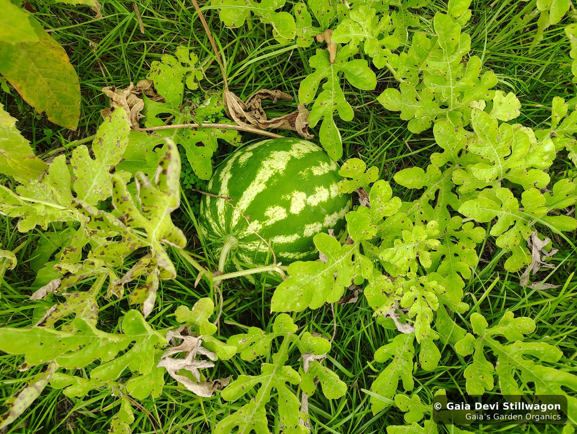 The medicinal herb garden at Gaia's Garden Organics, Umpire, Arkansas · Gaia Devi, clinical herbalist