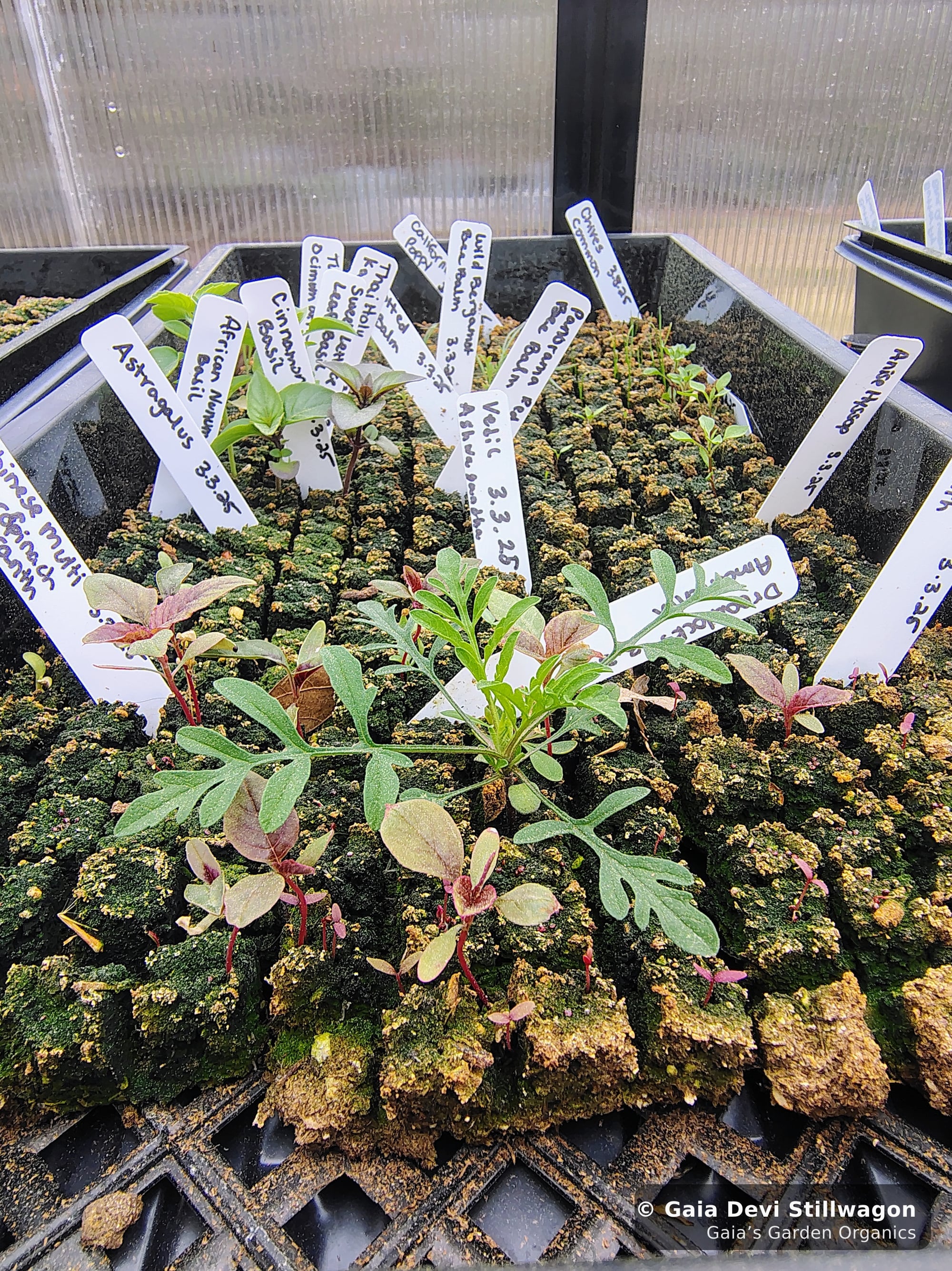 The medicinal herb garden at Gaia's Garden Organics, Umpire, Arkansas · Gaia Devi, clinical herbalist