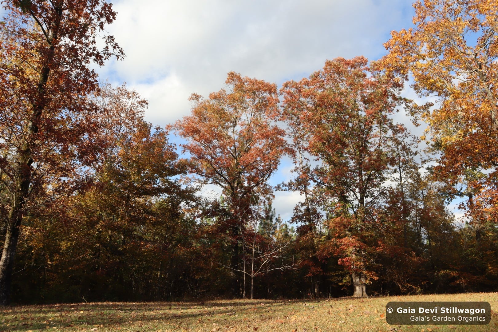 The medicinal herb garden at Gaia's Garden Organics, Umpire, Arkansas · Gaia Devi, clinical herbalist