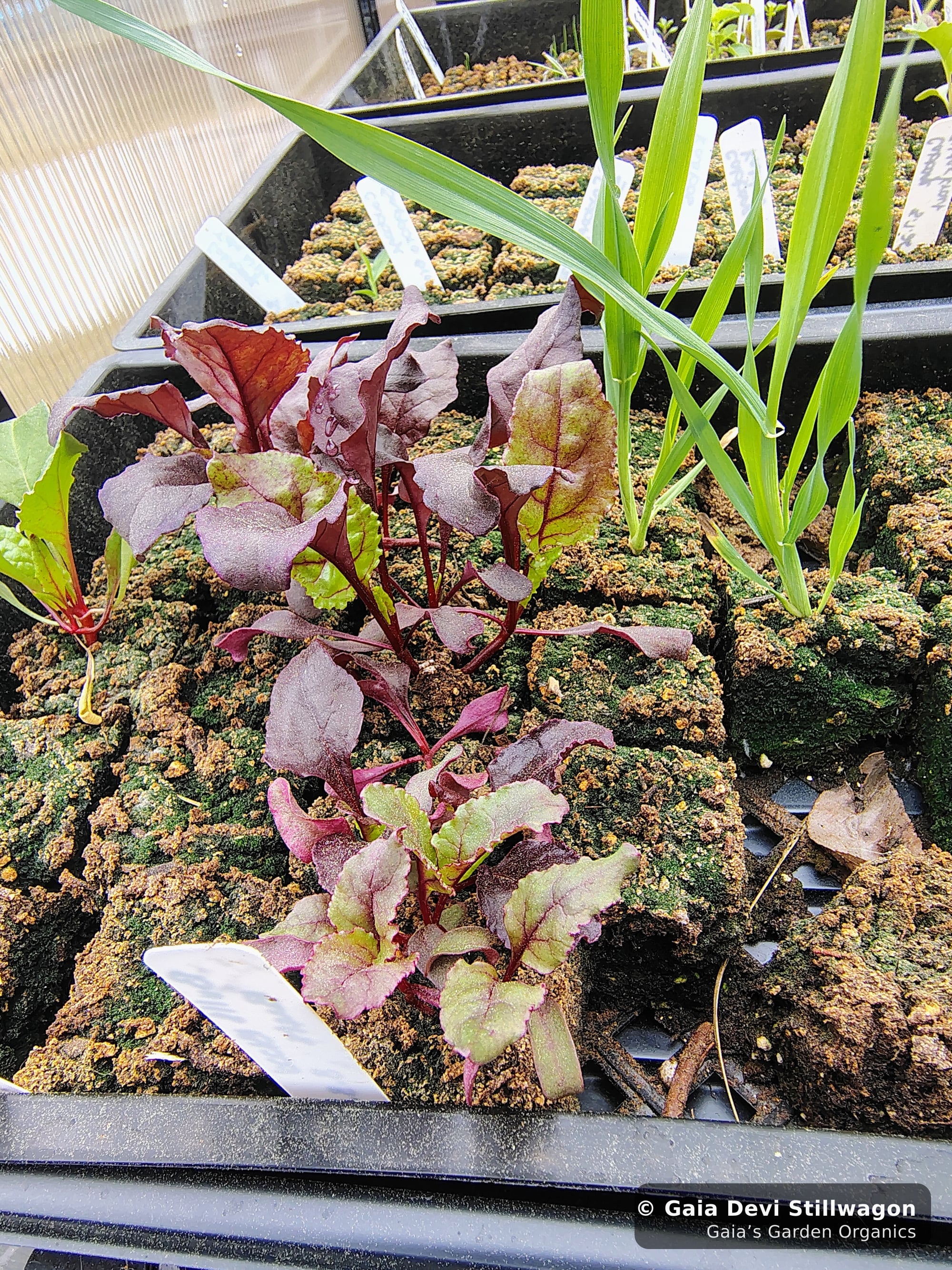 The medicinal herb garden at Gaia's Garden Organics, Umpire, Arkansas · Gaia Devi, clinical herbalist