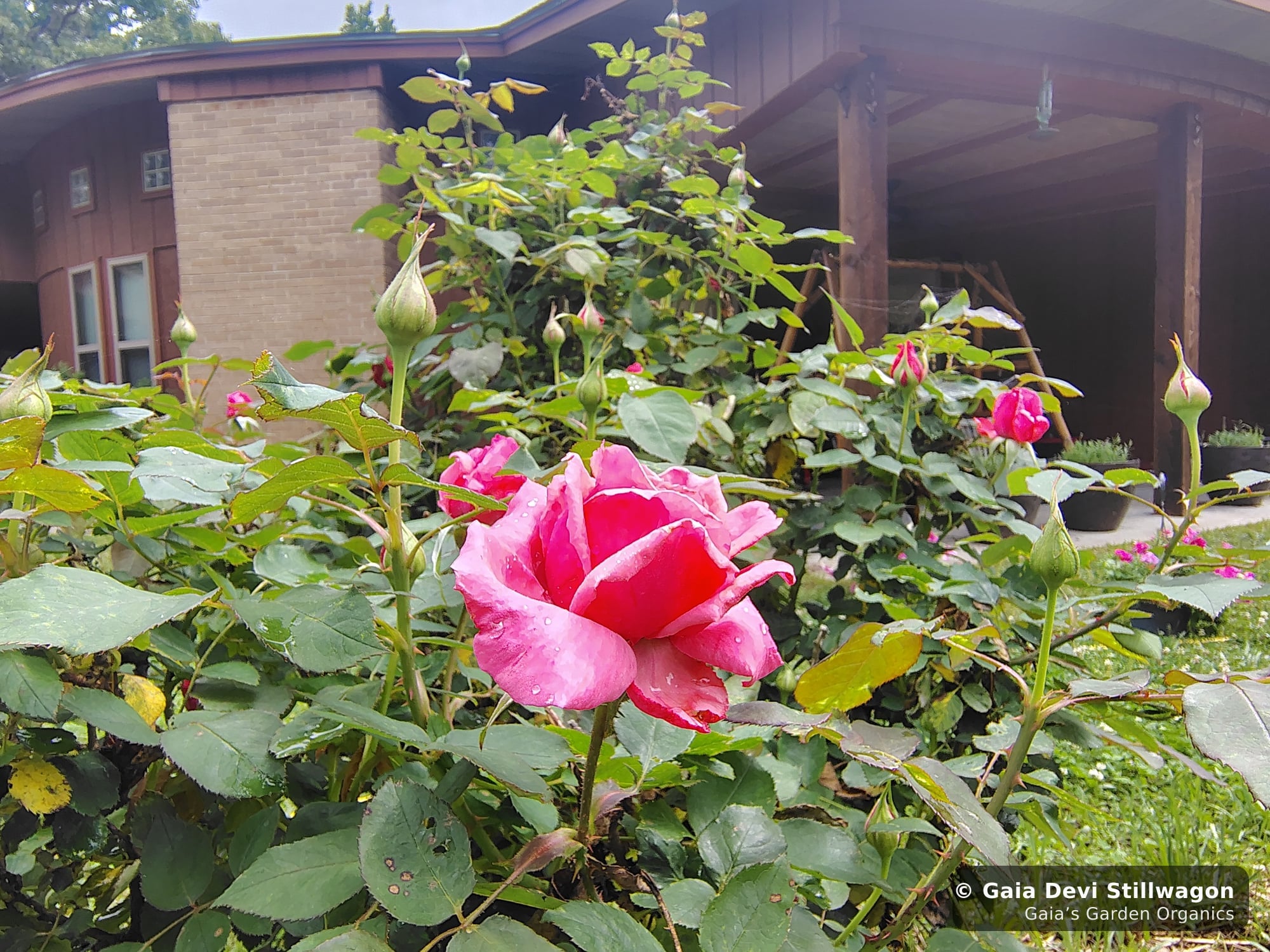 The medicinal herb garden at Gaia's Garden Organics, Umpire, Arkansas · Gaia Devi, clinical herbalist