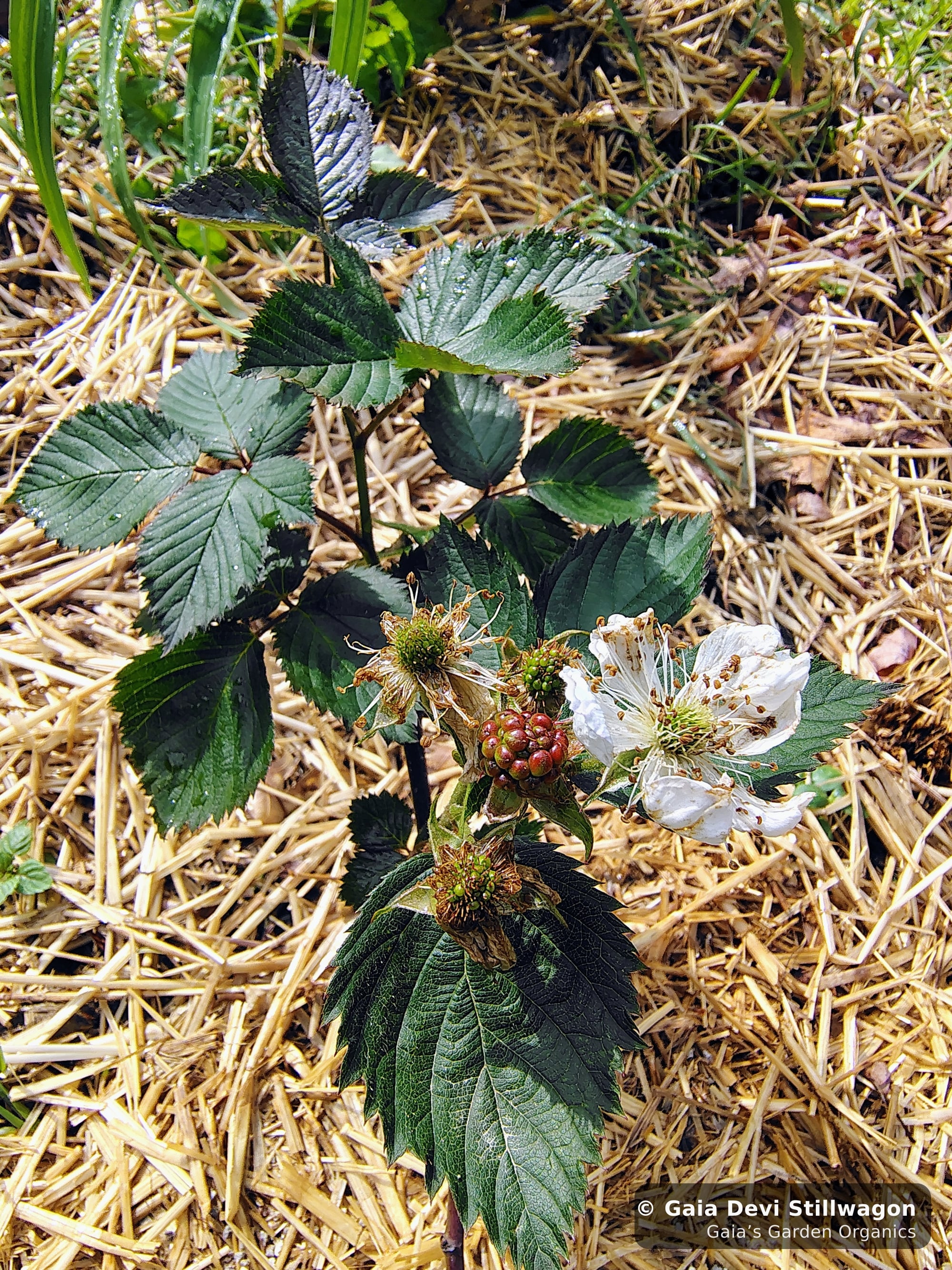 The medicinal herb garden at Gaia's Garden Organics, Umpire, Arkansas · Gaia Devi, clinical herbalist