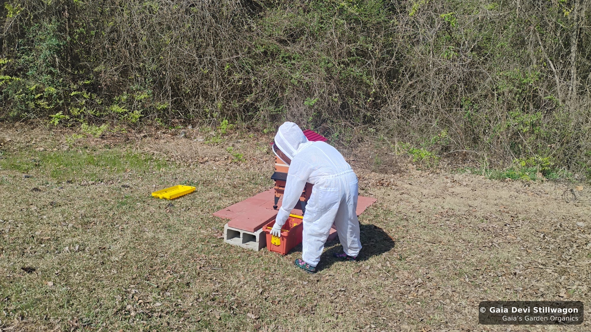 The medicinal herb garden at Gaia's Garden Organics, Umpire, Arkansas · Gaia Devi, clinical herbalist