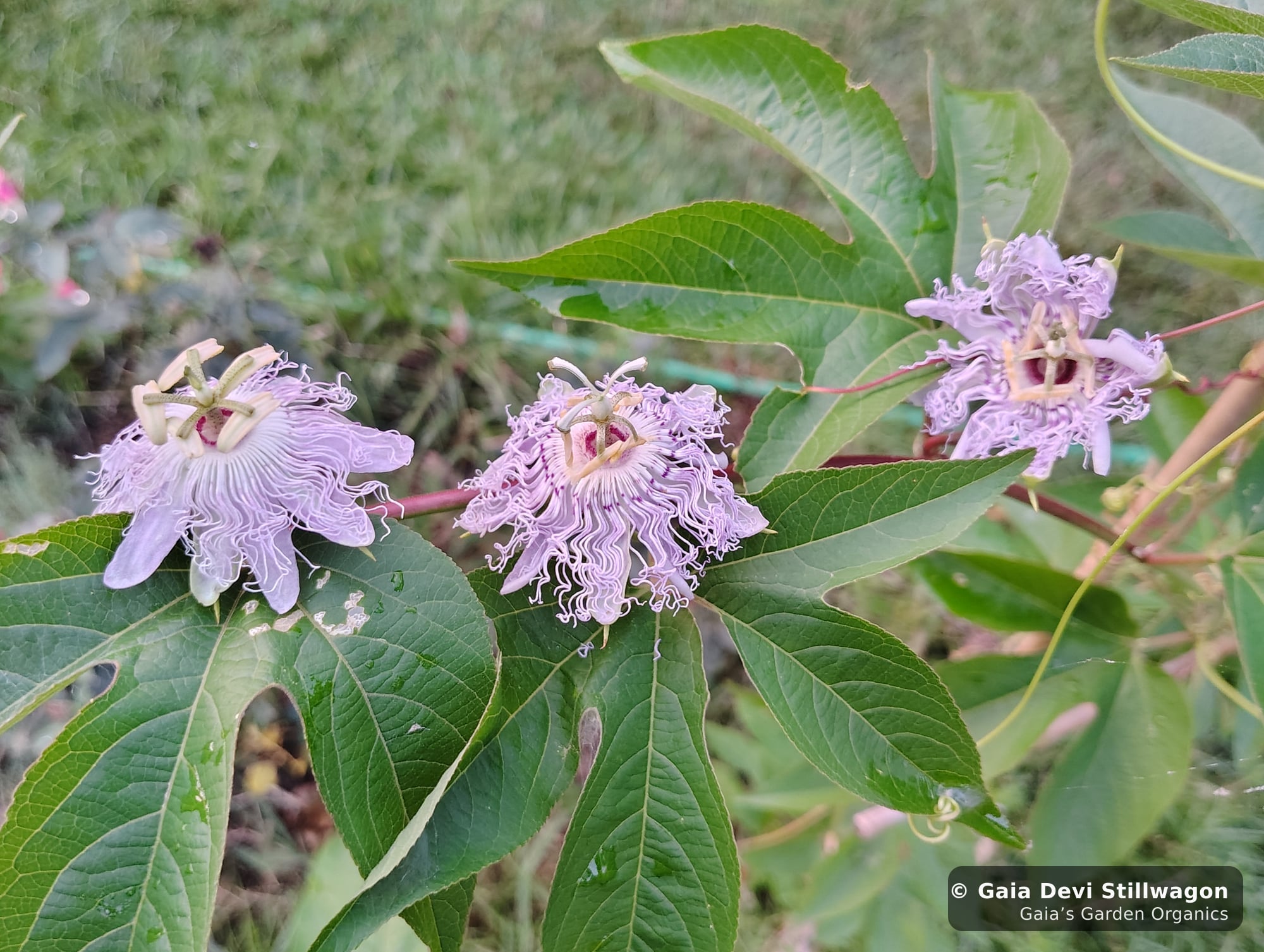 The medicinal herb garden at Gaia's Garden Organics, Umpire, Arkansas · Gaia Devi, clinical herbalist