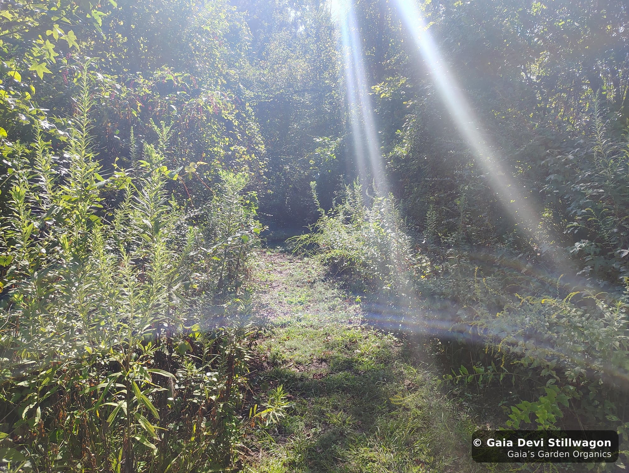 The medicinal herb garden at Gaia's Garden Organics, Umpire, Arkansas · Gaia Devi, clinical herbalist
