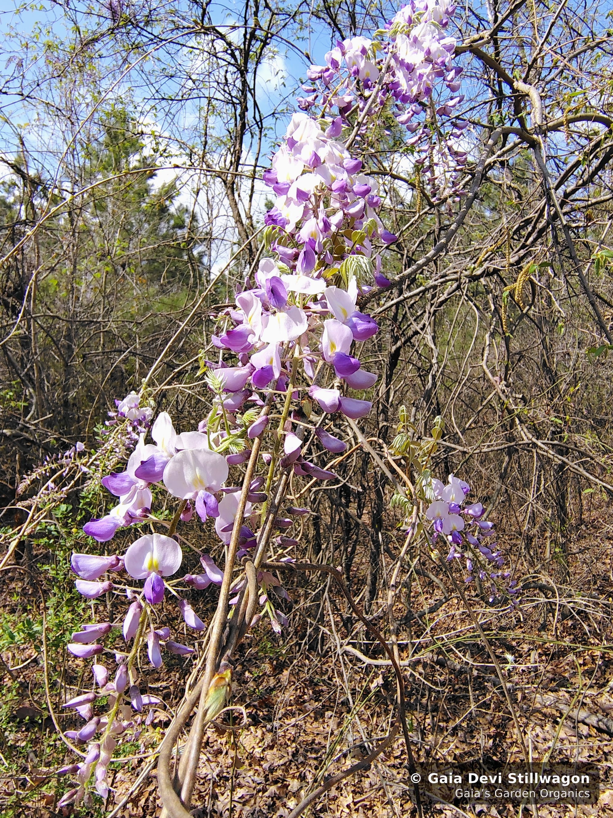 The medicinal herb garden at Gaia's Garden Organics, Umpire, Arkansas · Gaia Devi, clinical herbalist