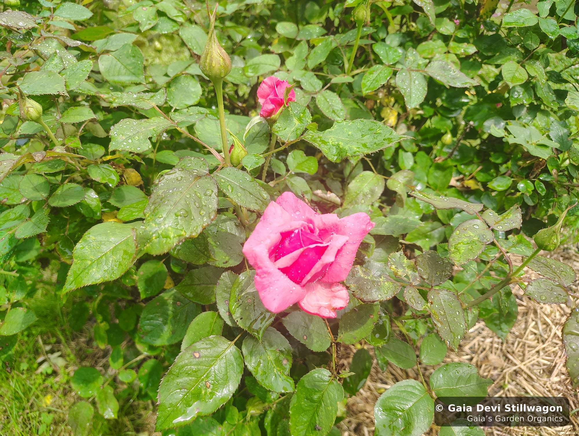 The medicinal herb garden at Gaia's Garden Organics, Umpire, Arkansas · Gaia Devi, clinical herbalist