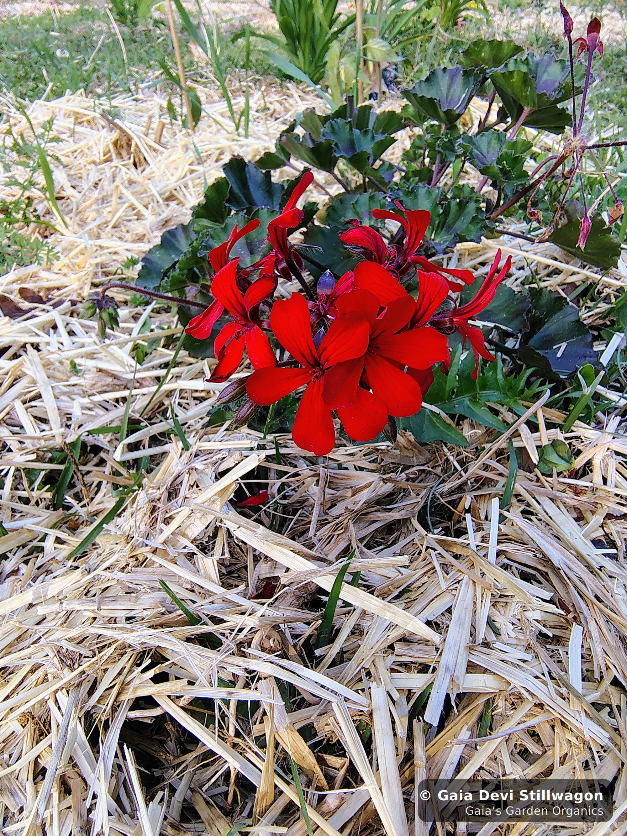 The medicinal herb garden at Gaia's Garden Organics, Umpire, Arkansas · Gaia Devi, clinical herbalist