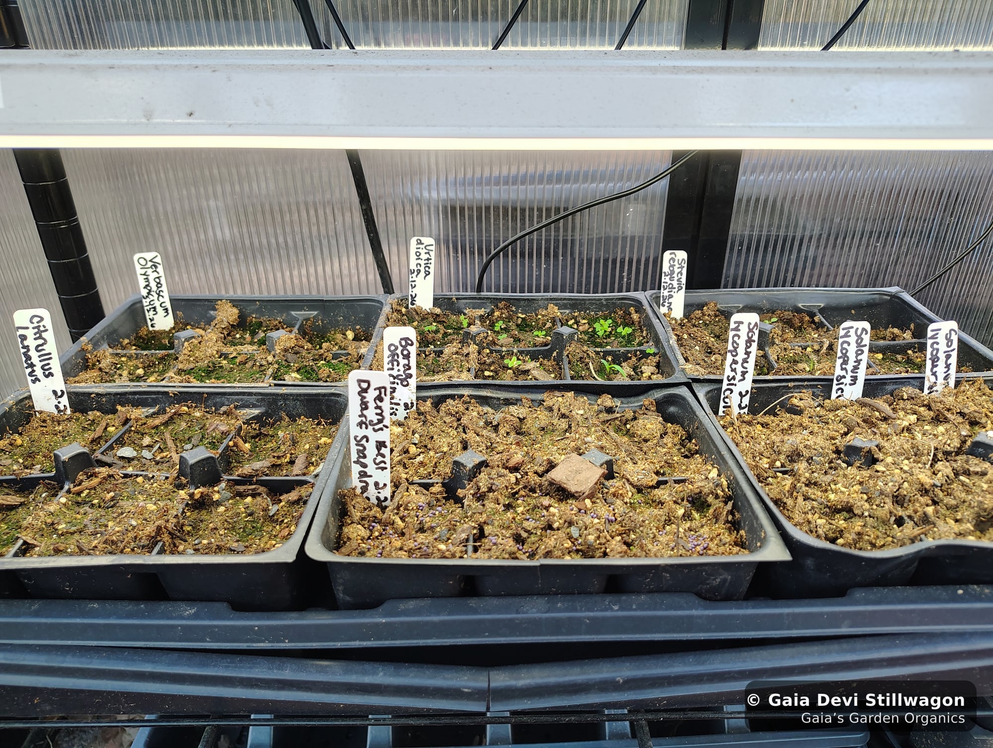 The medicinal herb garden at Gaia's Garden Organics, Umpire, Arkansas · Gaia Devi, clinical herbalist