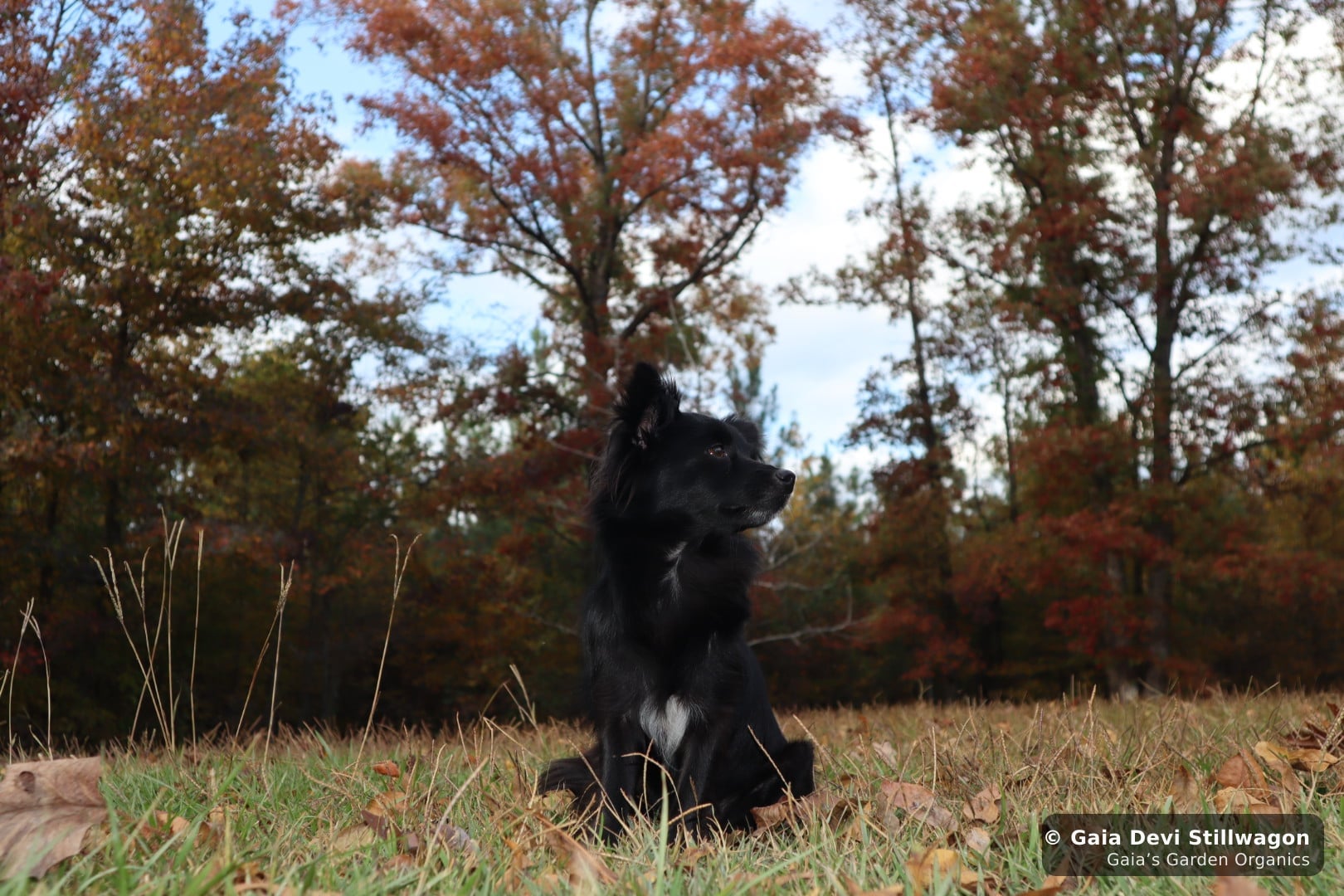 Onyx in profile against autumn foliage, looking out, the kind of distant gaze owners describe in surviving dogs after the loss of a companion