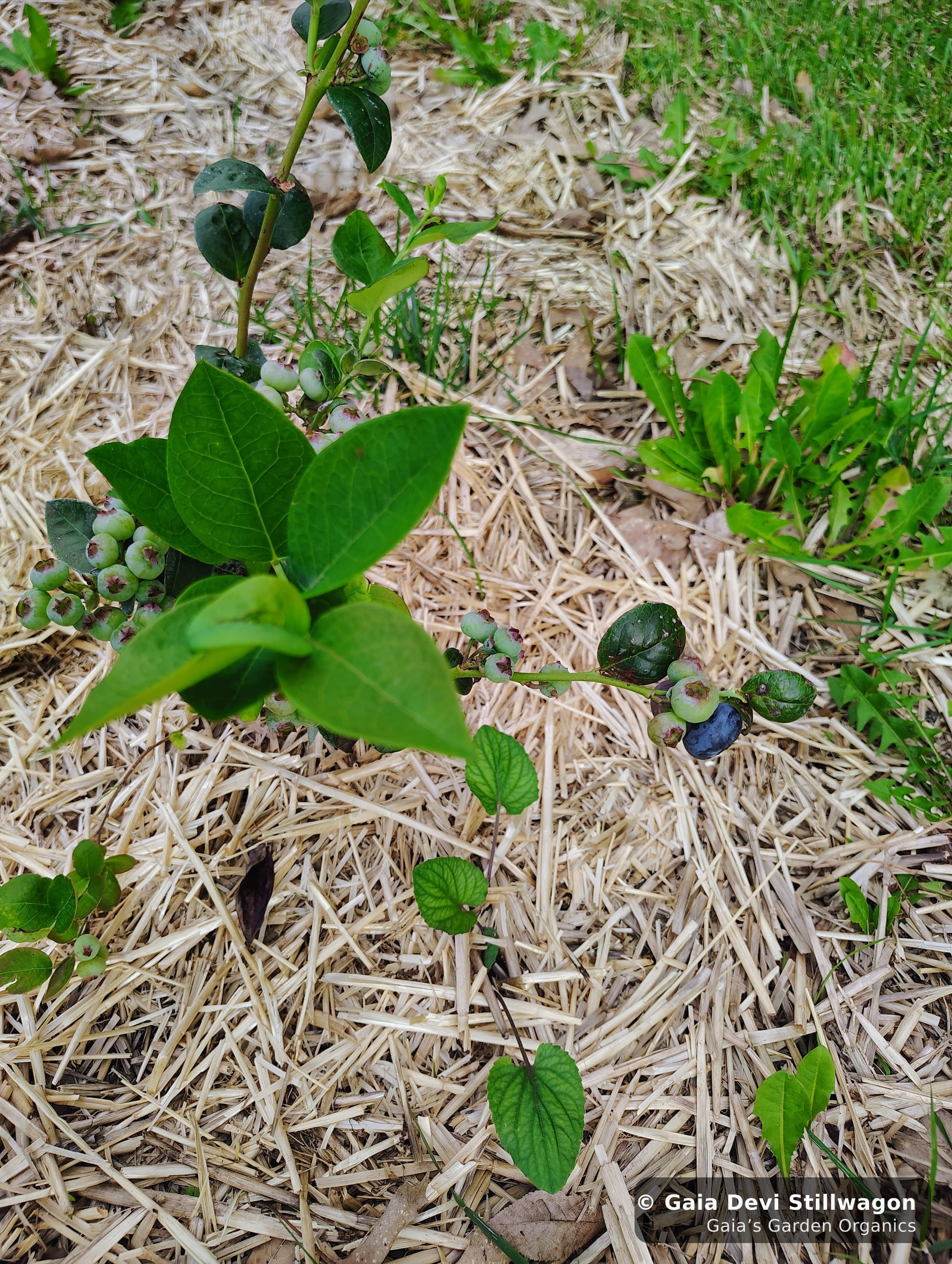 The medicinal herb garden at Gaia's Garden Organics, Umpire, Arkansas · Gaia Devi, clinical herbalist