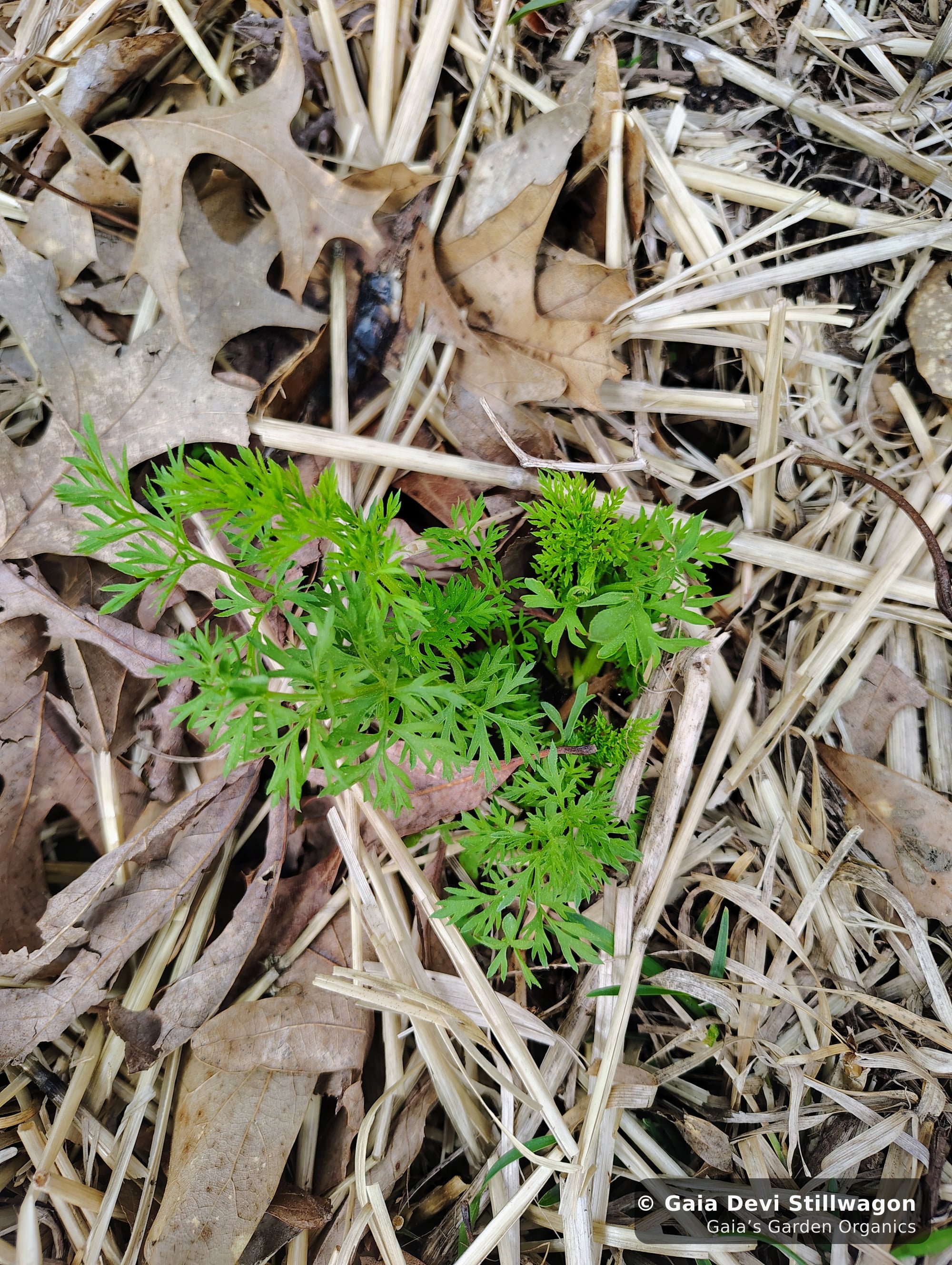 The medicinal herb garden at Gaia's Garden Organics, Umpire, Arkansas · Gaia Devi, clinical herbalist