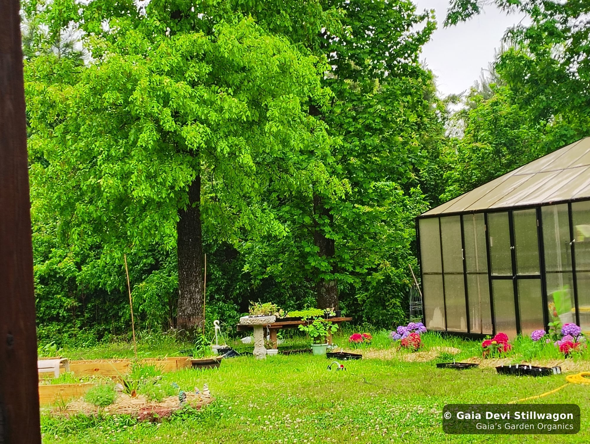 The medicinal herb garden at Gaia's Garden Organics, Umpire, Arkansas · Gaia Devi, clinical herbalist