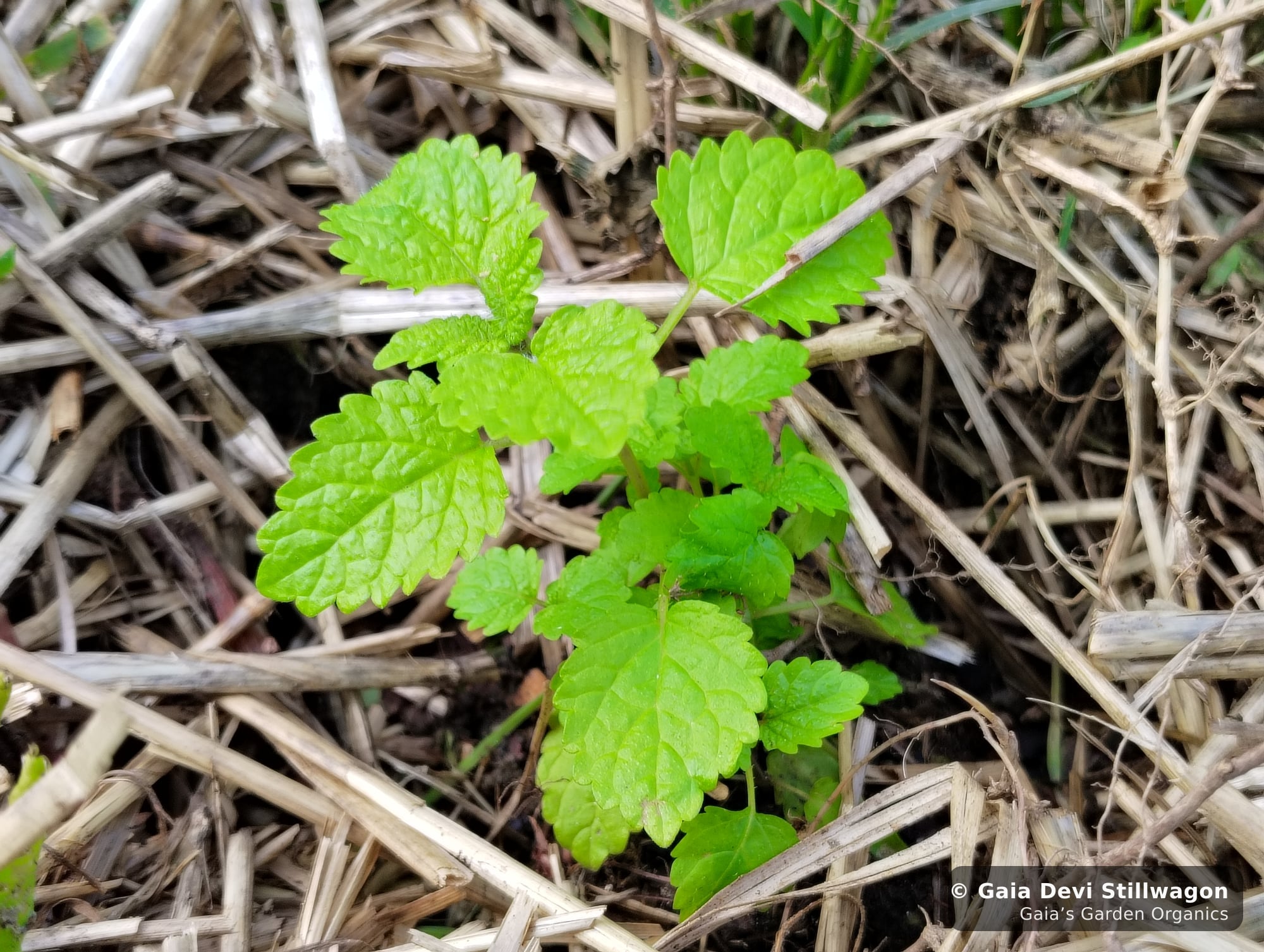 The medicinal herb garden at Gaia's Garden Organics, Umpire, Arkansas · Gaia Devi, clinical herbalist