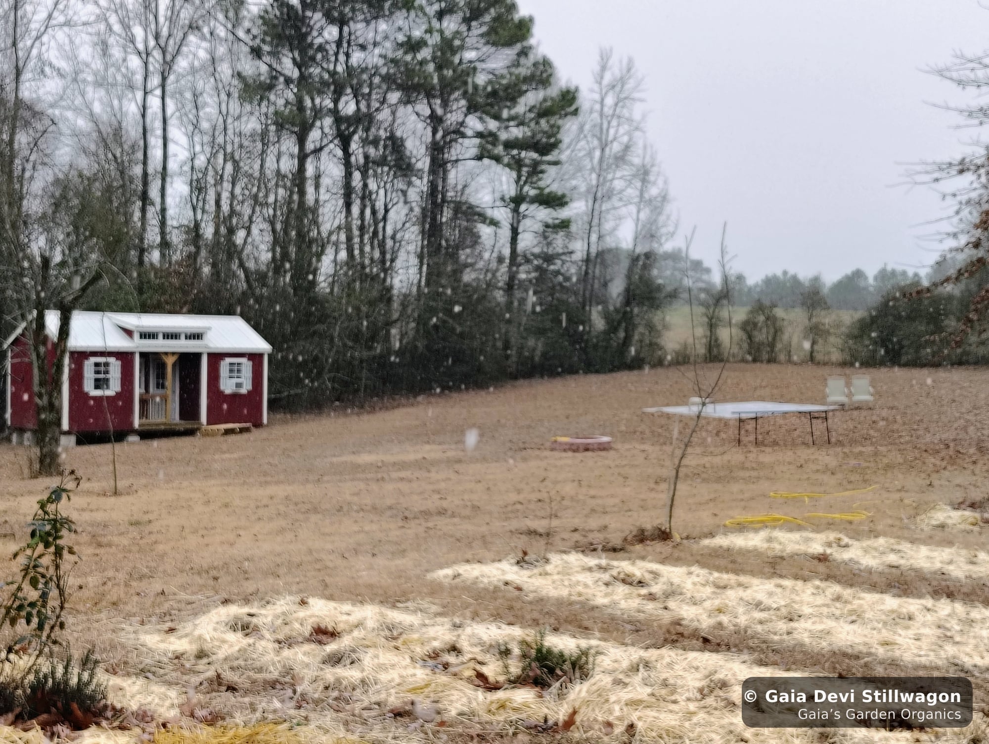 The medicinal herb garden at Gaia's Garden Organics, Umpire, Arkansas · Gaia Devi, clinical herbalist