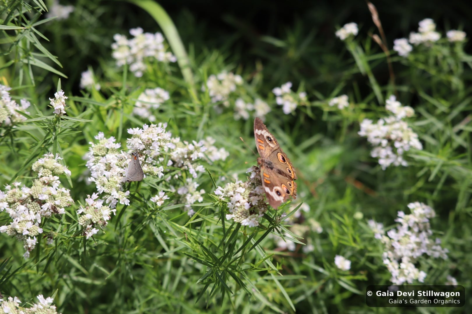 The medicinal herb garden at Gaia's Garden Organics, Umpire, Arkansas · Gaia Devi, clinical herbalist