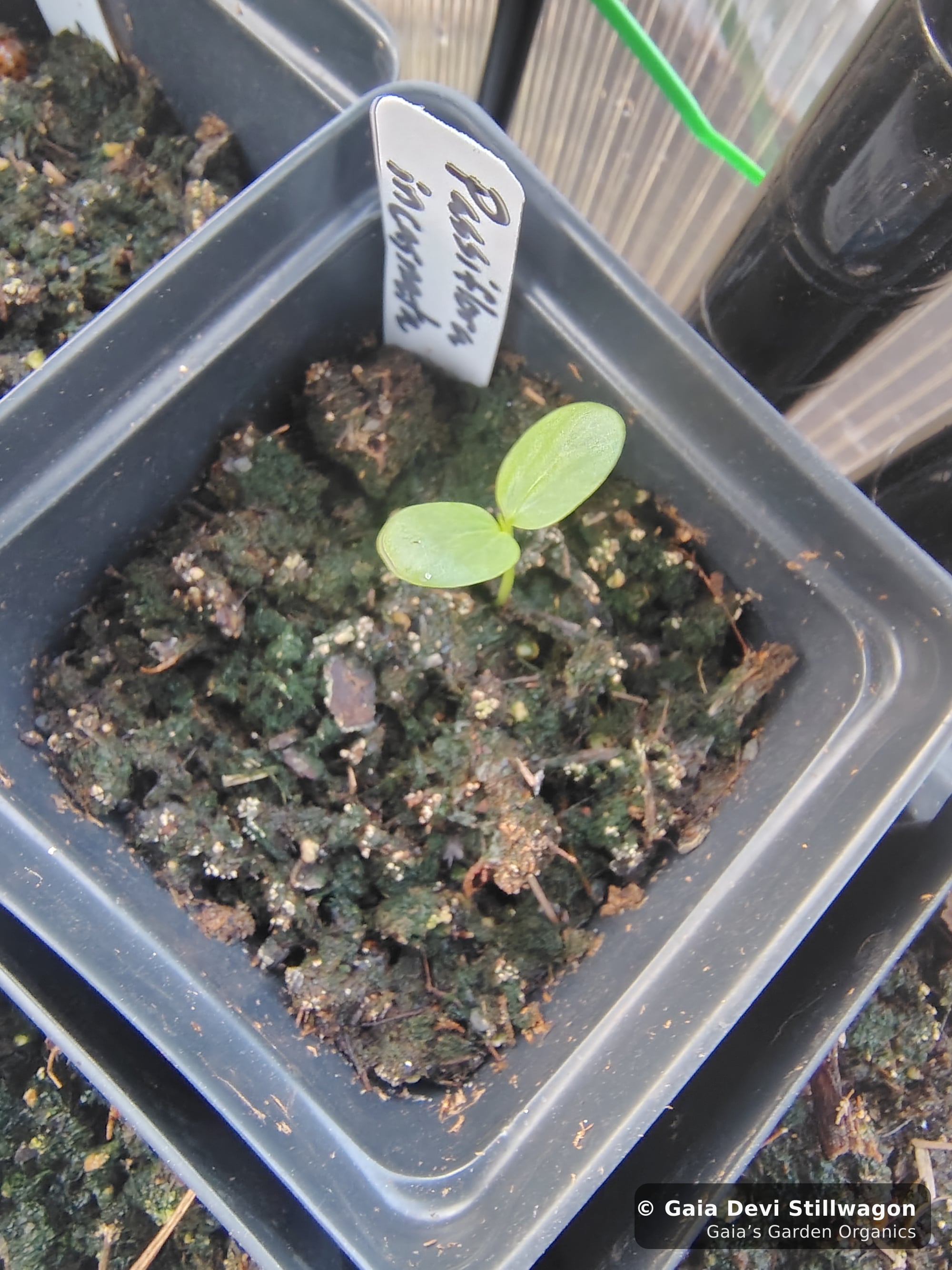 The medicinal herb garden at Gaia's Garden Organics, Umpire, Arkansas · Gaia Devi, clinical herbalist