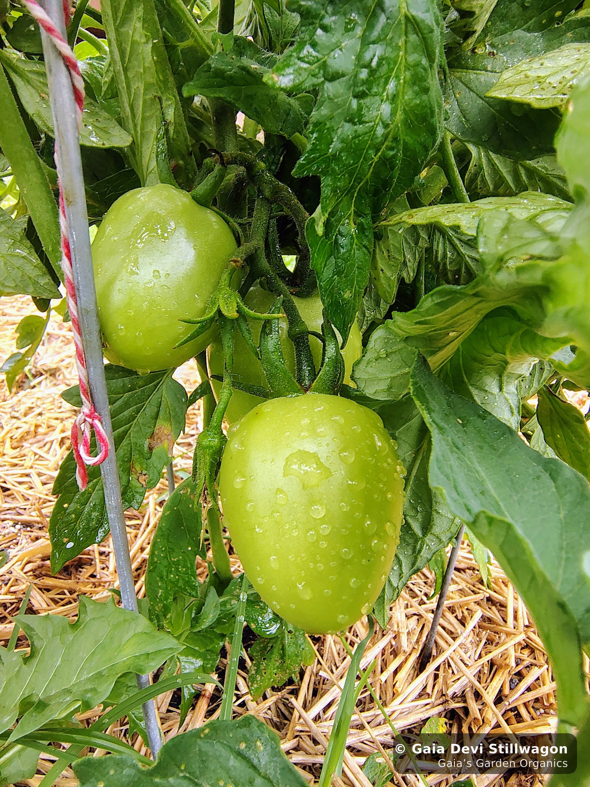 The medicinal herb garden at Gaia's Garden Organics, Umpire, Arkansas · Gaia Devi, clinical herbalist