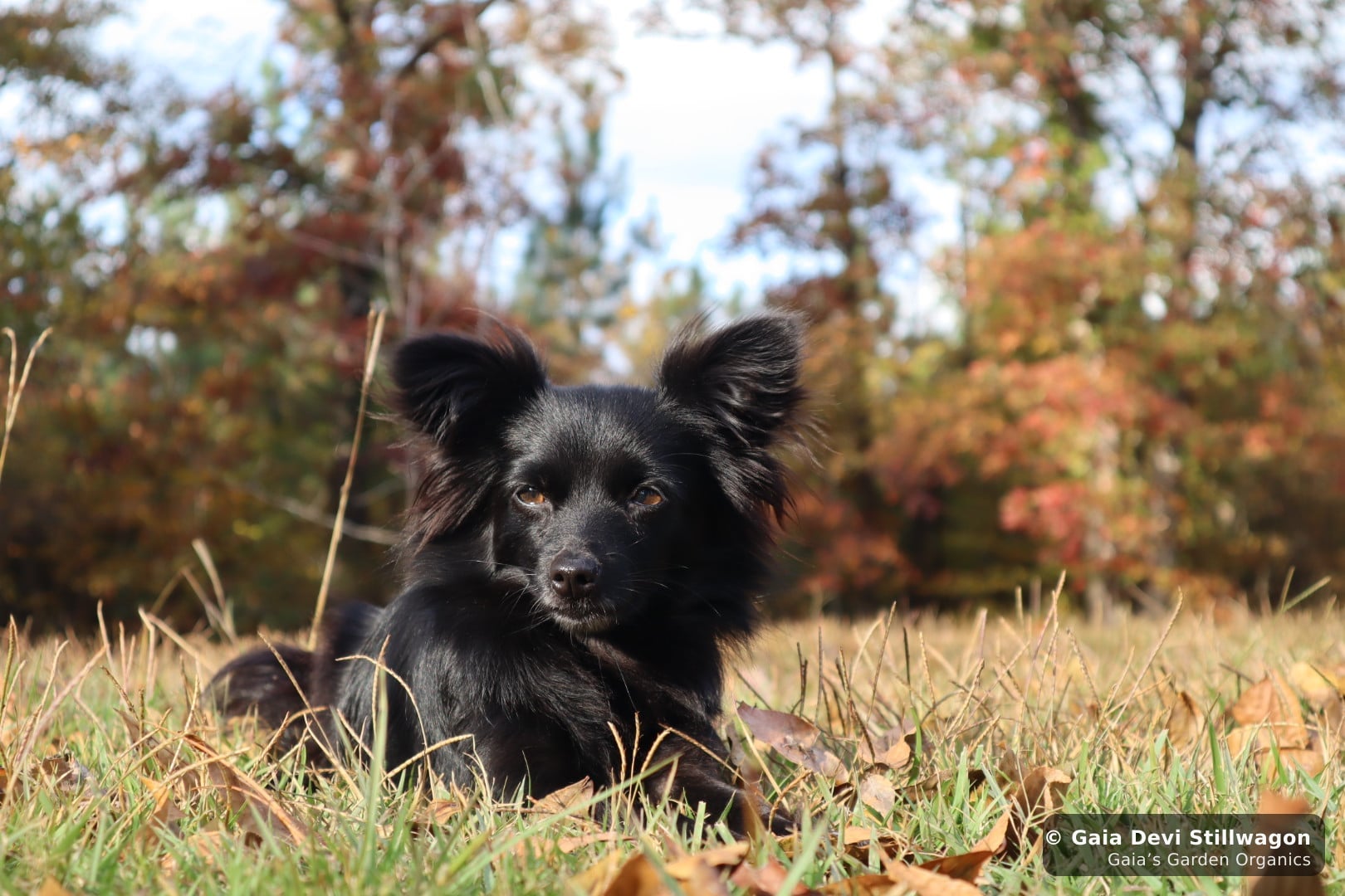 Onyx, our 5-pound applehead Chihuahua, photographed alone in autumn at Gaia's Garden, the quiet alertness of a dog at home in the medicine garden