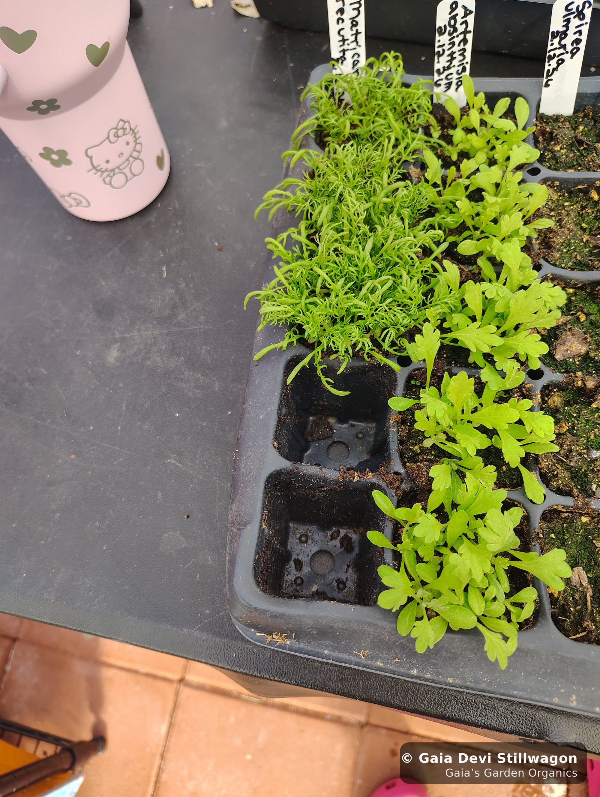 The medicinal herb garden at Gaia's Garden Organics, Umpire, Arkansas · Gaia Devi, clinical herbalist