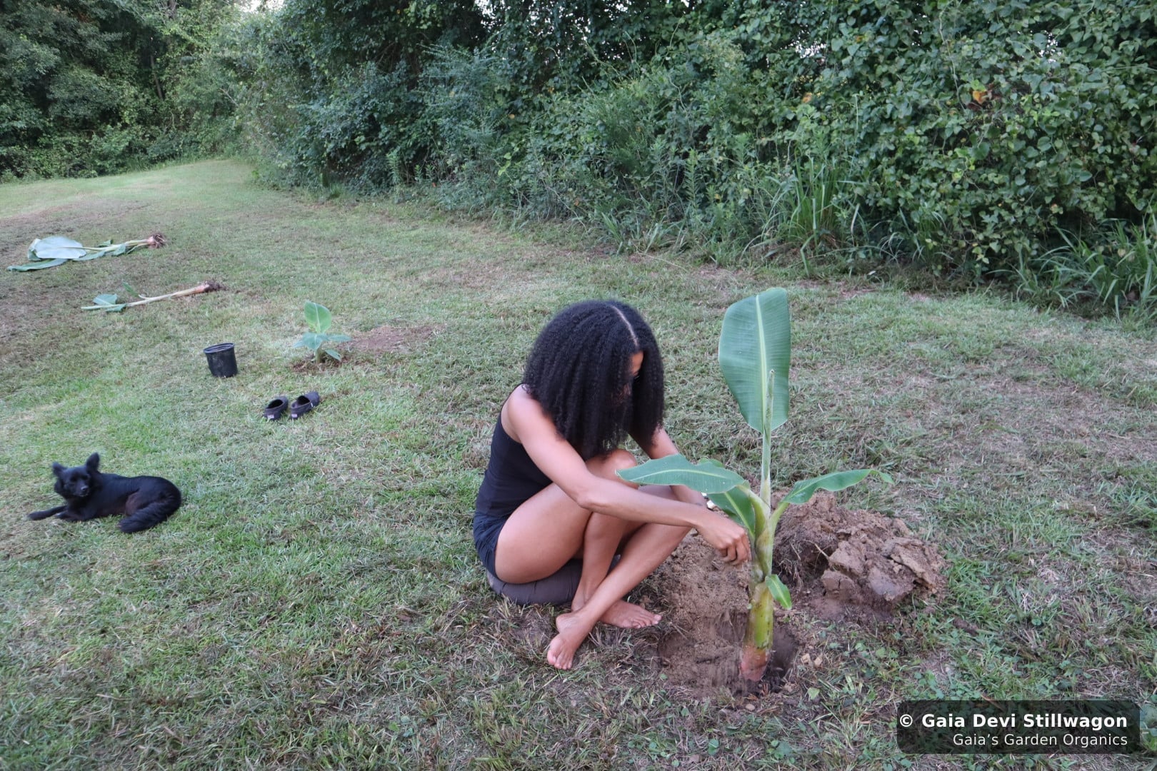 The medicinal herb garden at Gaia's Garden Organics, Umpire, Arkansas · Gaia Devi, clinical herbalist