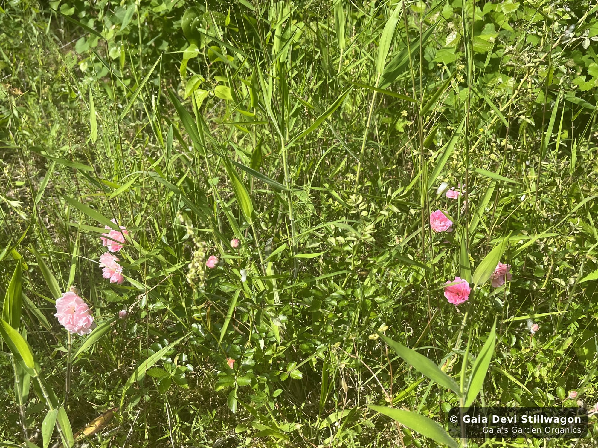 A wild rose flowering at Gaia's Garden in Umpire, Arkansas, a single deep-pink bloom among tall grass and clover