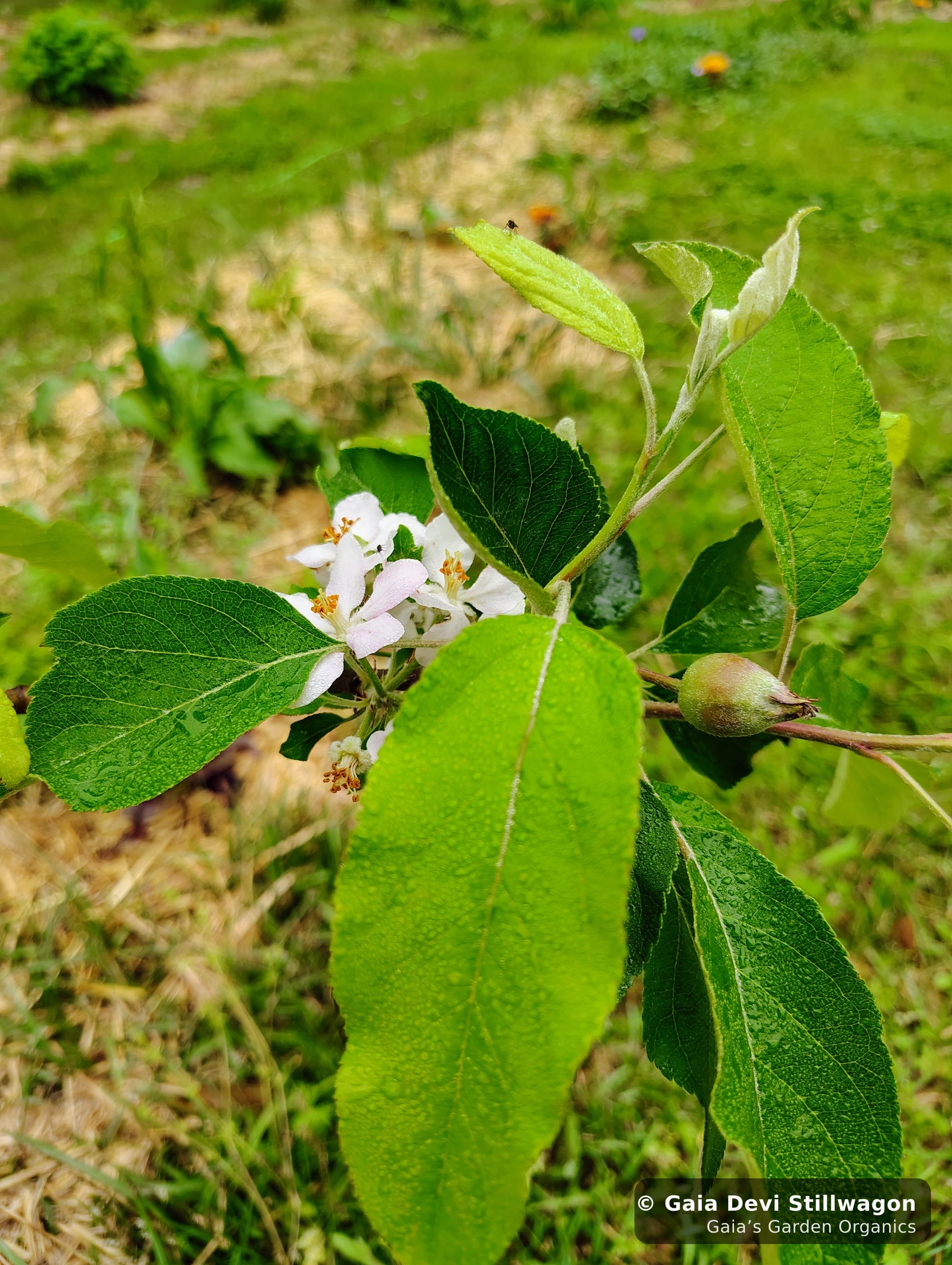The medicinal herb garden at Gaia's Garden Organics, Umpire, Arkansas · Gaia Devi, clinical herbalist