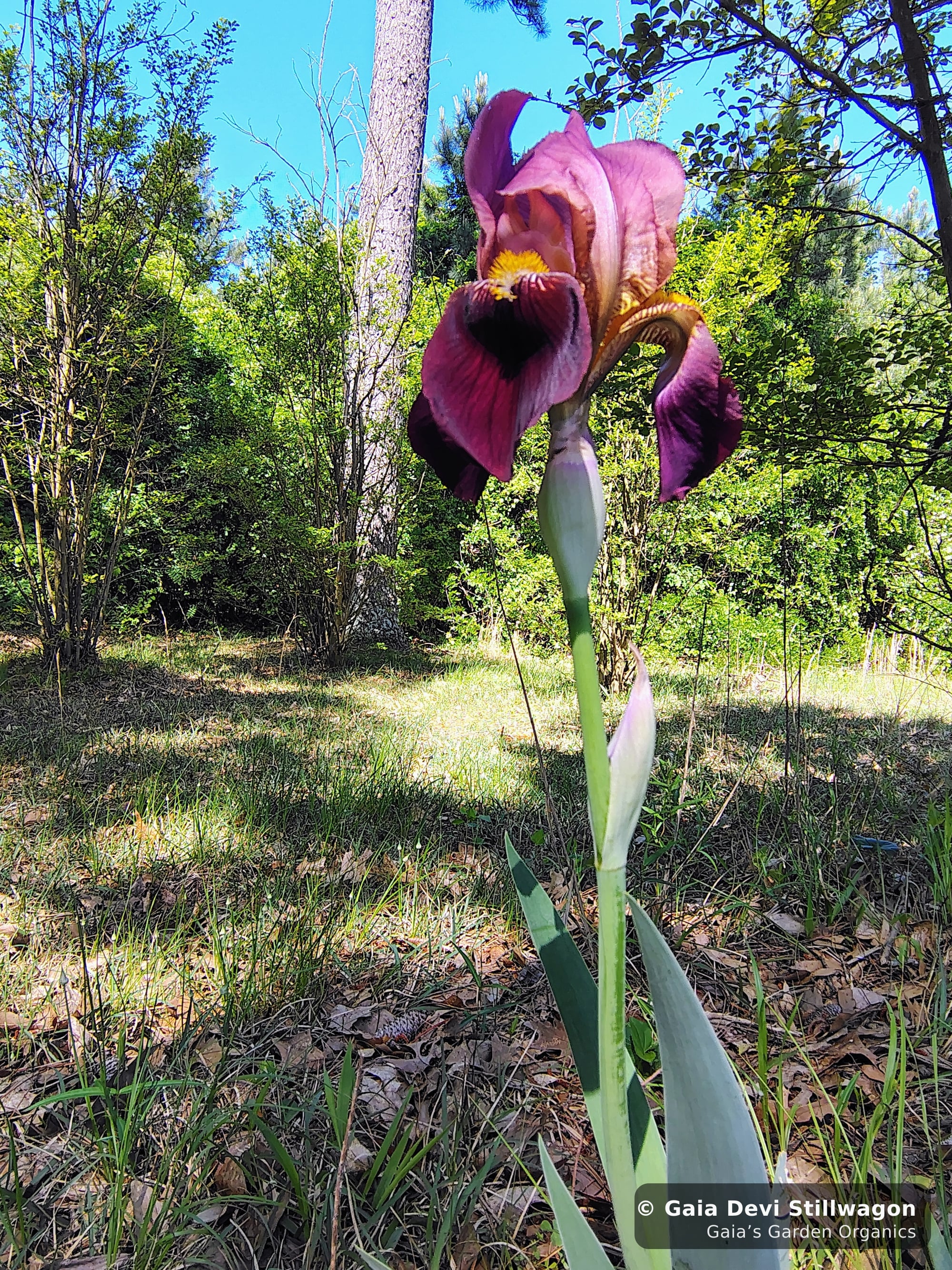 The medicinal herb garden at Gaia's Garden Organics, Umpire, Arkansas · Gaia Devi, clinical herbalist