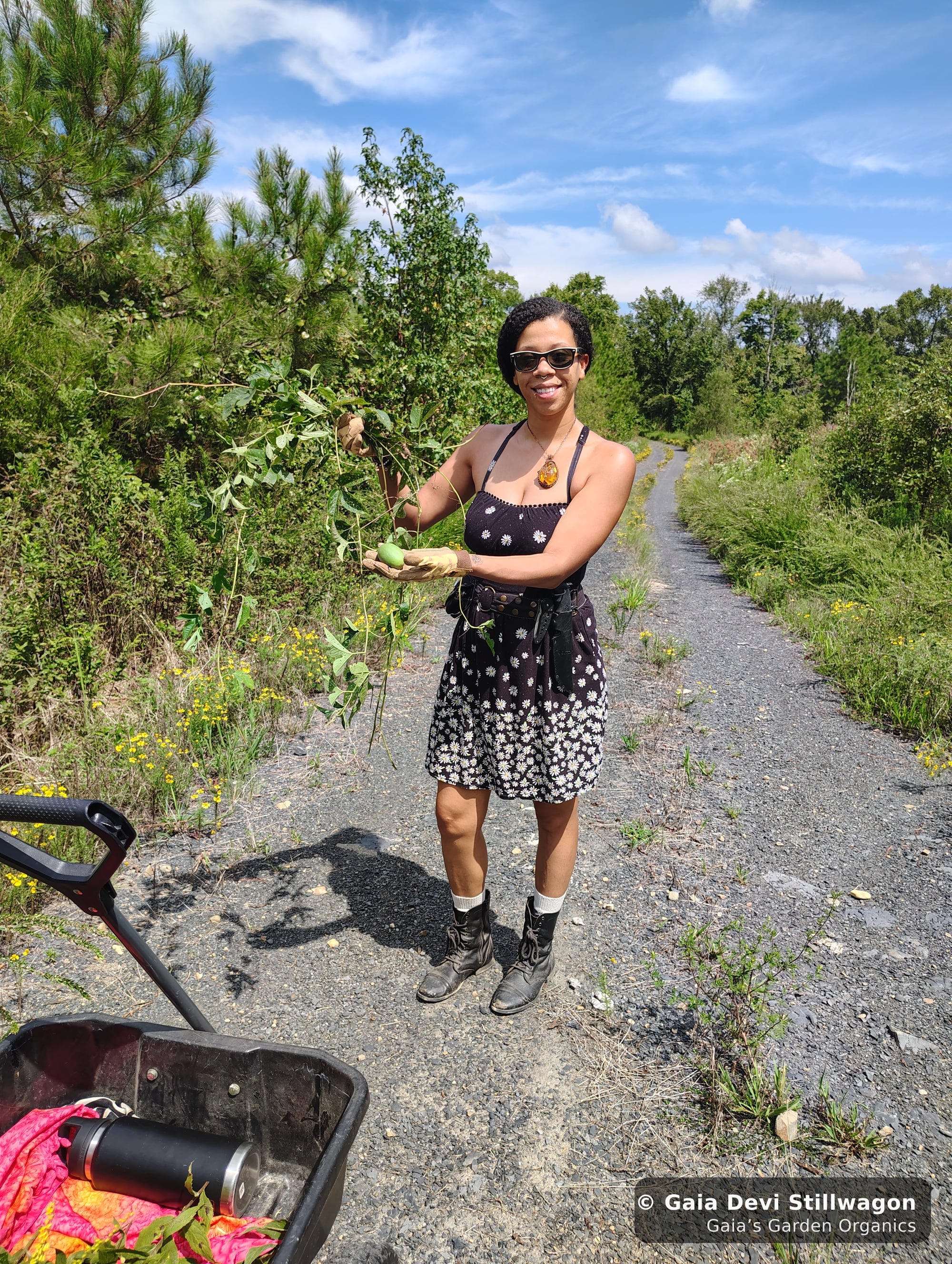 The medicinal herb garden at Gaia's Garden Organics, Umpire, Arkansas · Gaia Devi, clinical herbalist