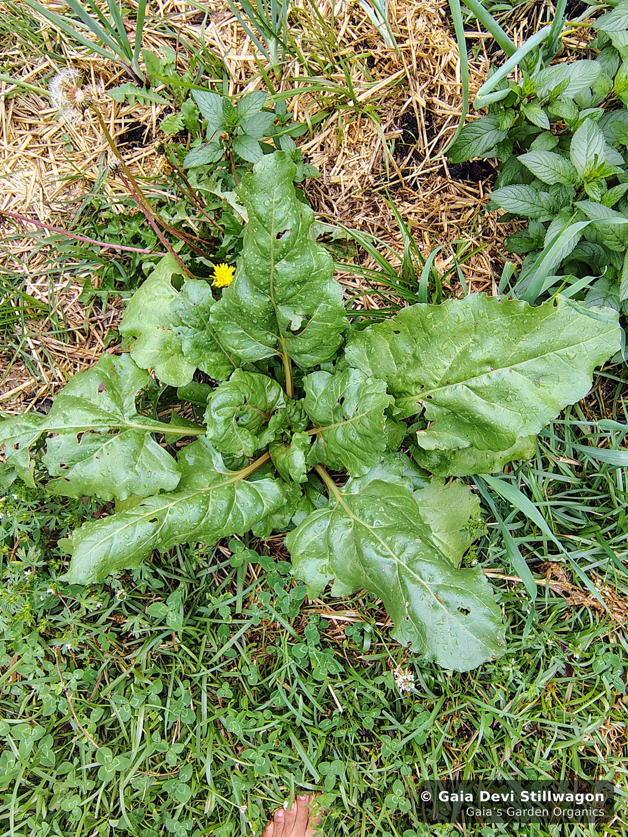The medicinal herb garden at Gaia's Garden Organics, Umpire, Arkansas · Gaia Devi, clinical herbalist